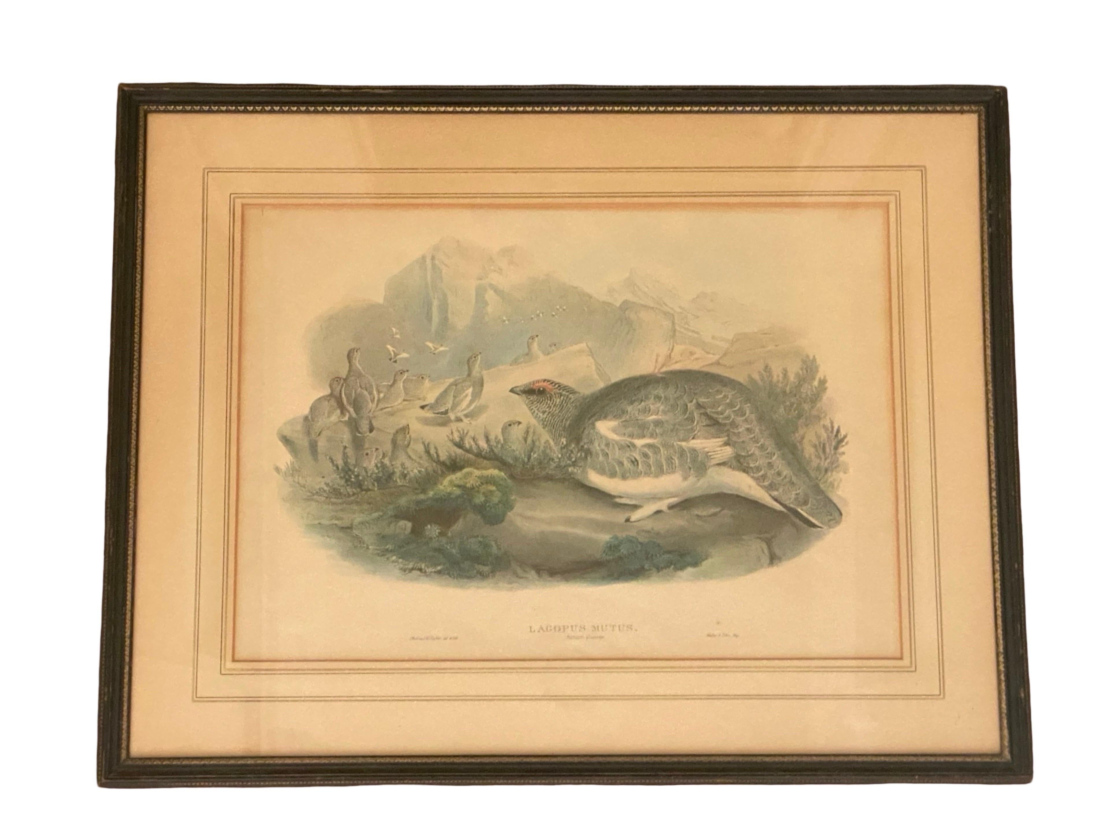 Paar Vogelzeichnungslithographien der britischen Künstler J. Wolf und H.C. Richter (Englisch) im Angebot