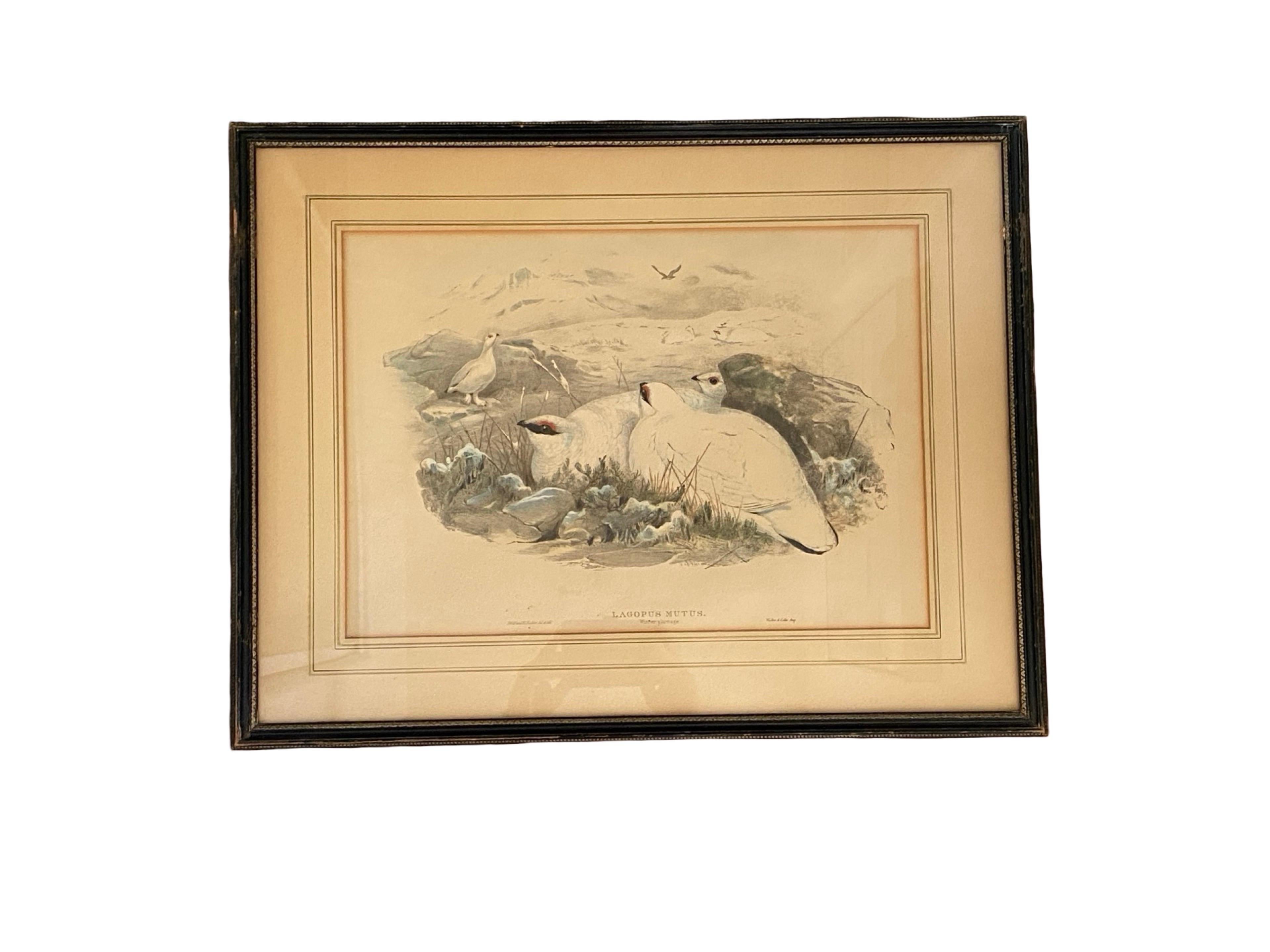 Paar Vogelzeichnungslithographien der britischen Künstler J. Wolf und H.C. Richter (Sonstiges) im Angebot