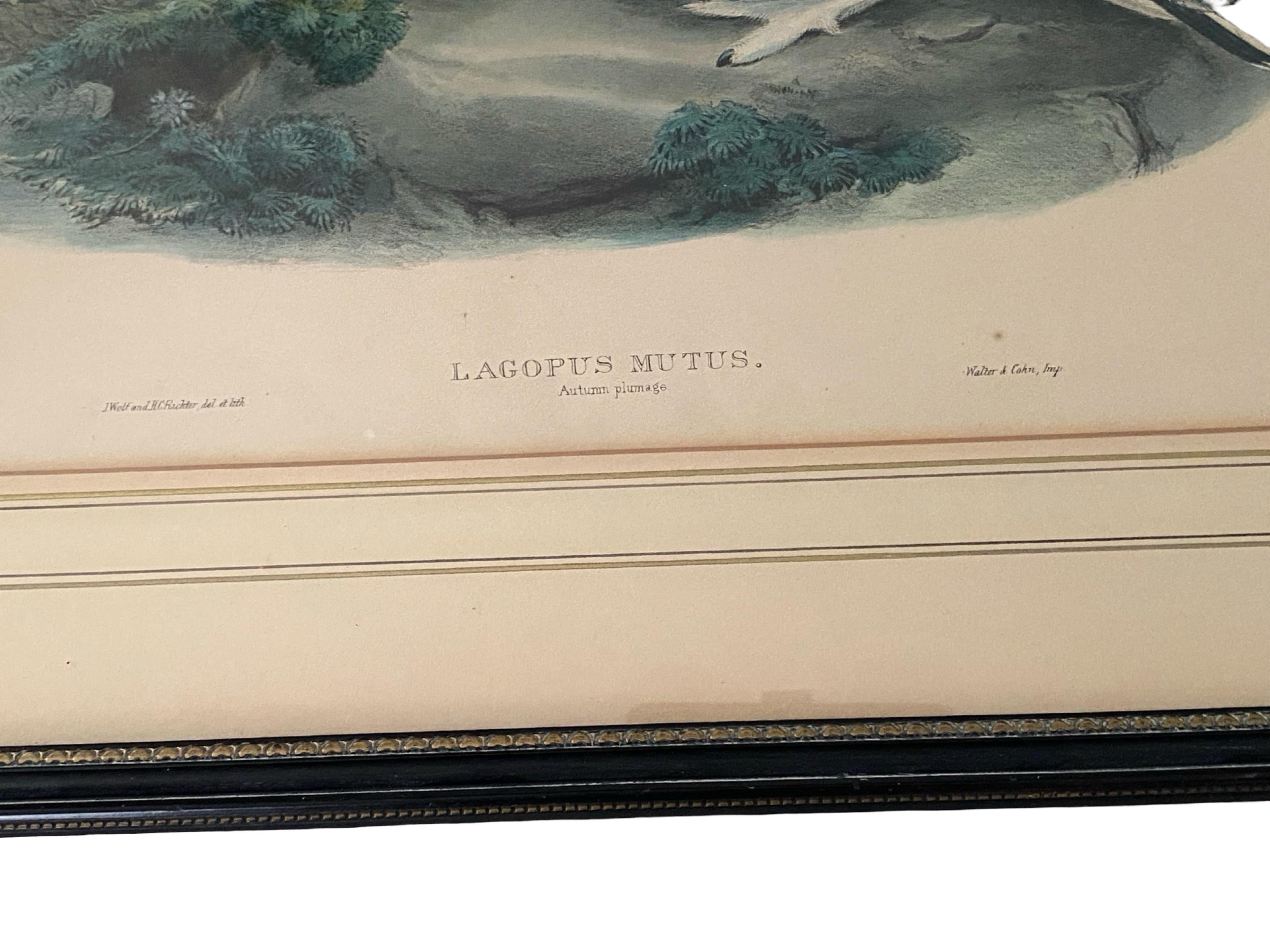 Paar Vogelzeichnungslithographien der britischen Künstler J. Wolf und H.C. Richter (20. Jahrhundert) im Angebot