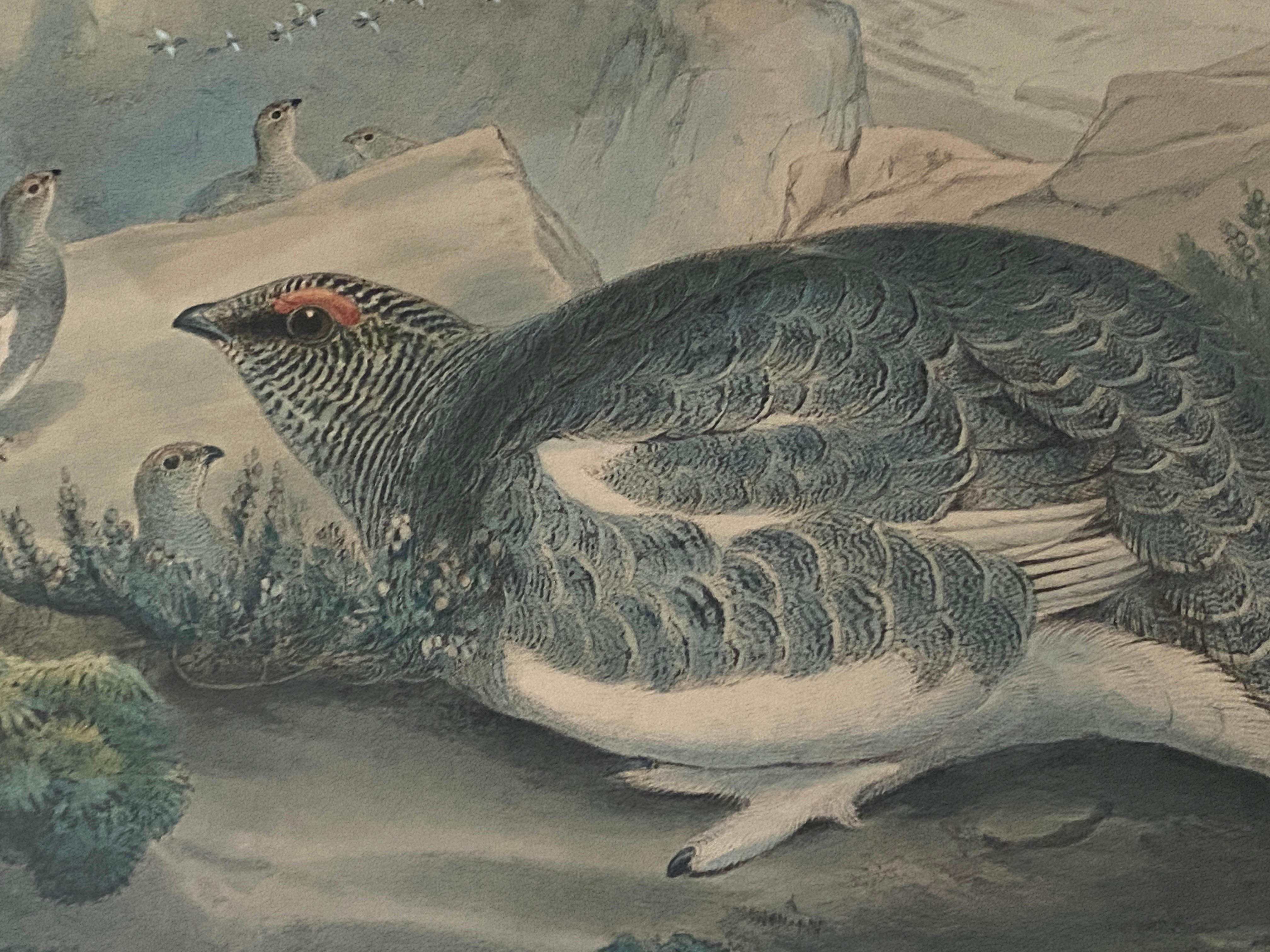 Paar Vogelzeichnungslithographien der britischen Künstler J. Wolf und H.C. Richter (Papier) im Angebot