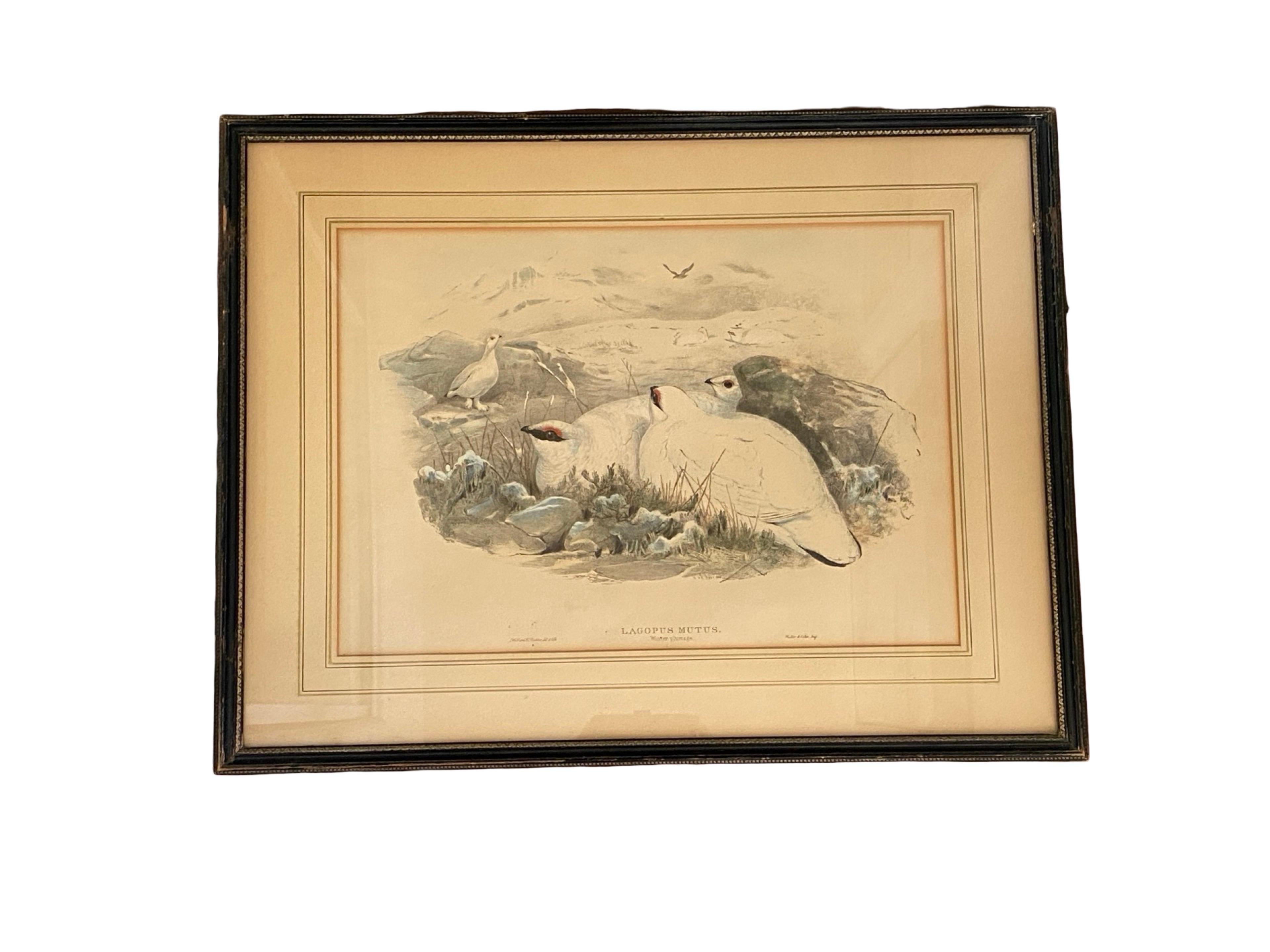 Paar Vogelzeichnungslithographien der britischen Künstler J. Wolf und H.C. Richter im Angebot 1