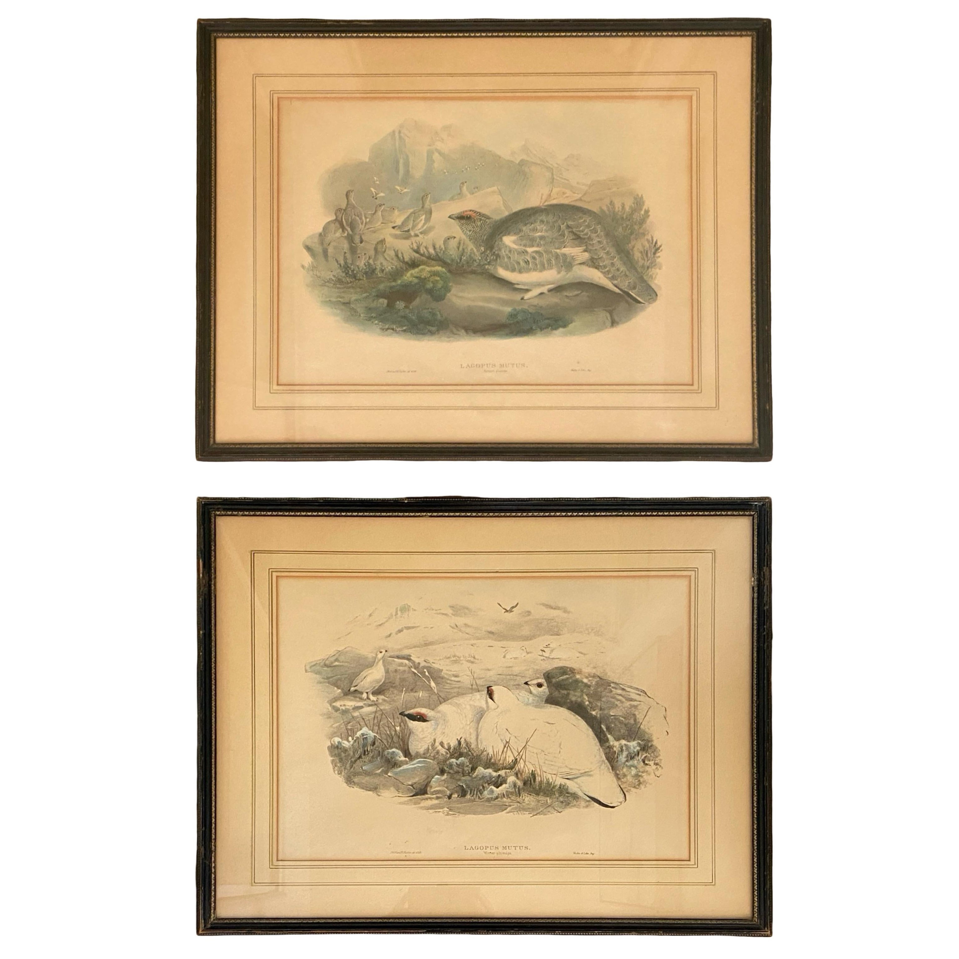 Pair of Bird Drawing Lithographs by British Artists J. Wolf and H.C. Richter