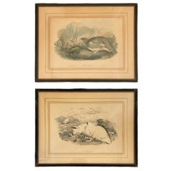 Pair of Bird Drawing Lithographs by British Artists J. Wolf and H.C. Richter