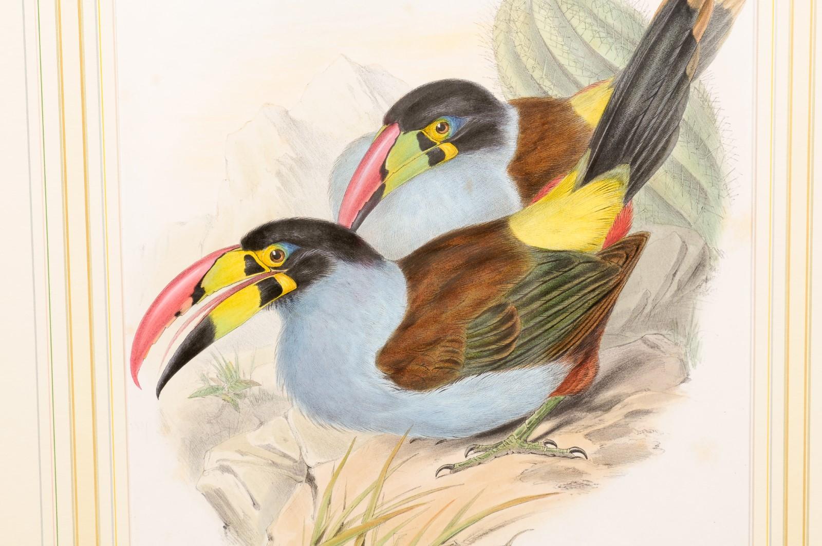 Pair of Bird’s Eye Maple Framed John Gould Birds of Great Britain  For Sale 4