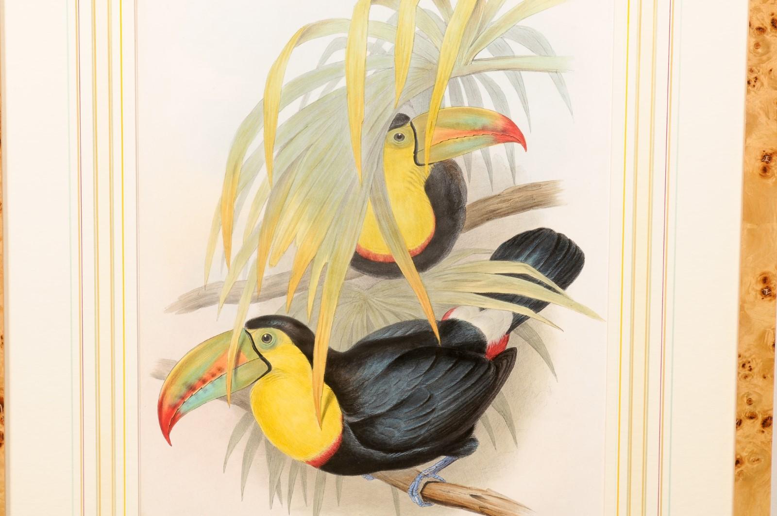 Pair of Bird’s Eye Maple Framed John Gould Birds of Great Britain  For Sale 5