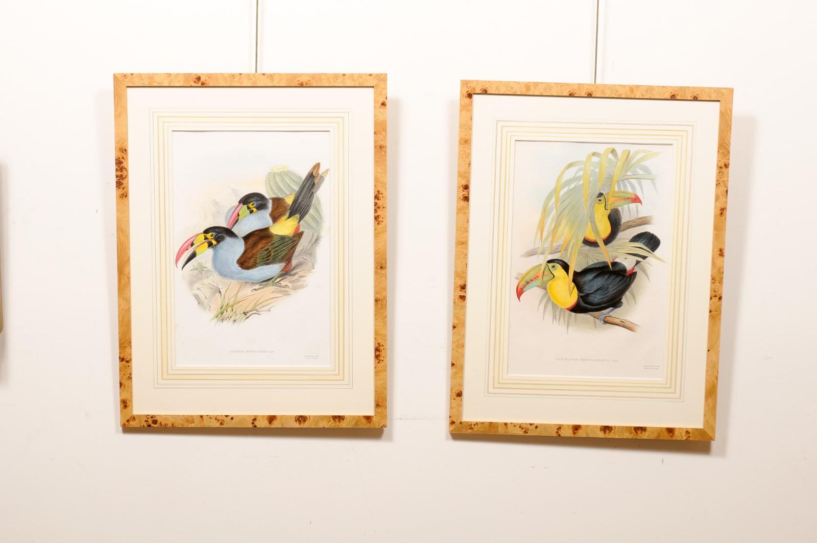 English Pair of Bird’s Eye Maple Framed John Gould Birds of Great Britain  For Sale