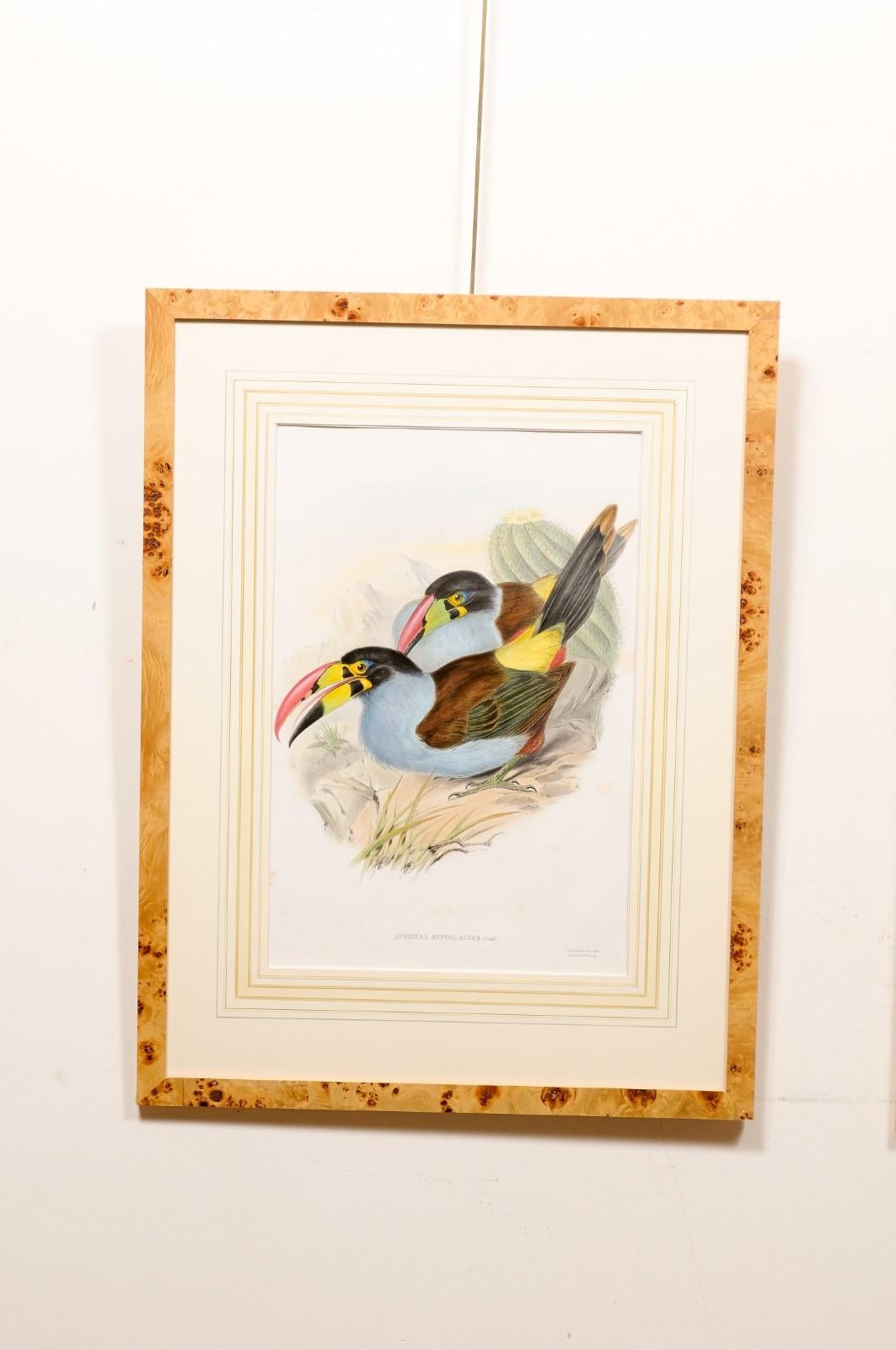 Pair of Bird’s Eye Maple Framed John Gould Birds of Great Britain  In Good Condition For Sale In Atlanta, GA