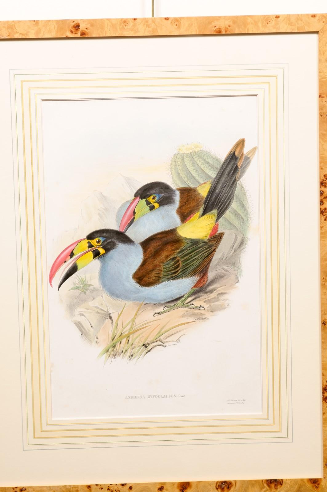 Pair of Bird’s Eye Maple Framed John Gould Birds of Great Britain  For Sale 2