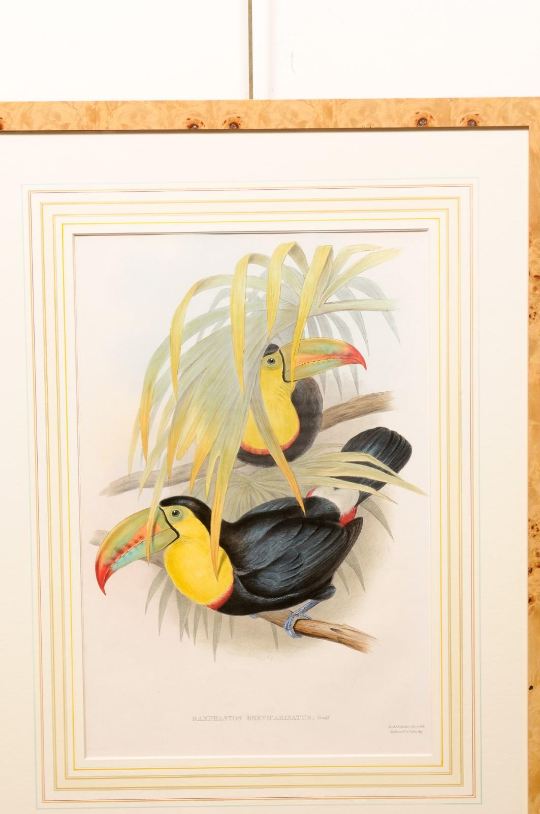 Pair of Bird’s Eye Maple Framed John Gould Birds of Great Britain  For Sale 3