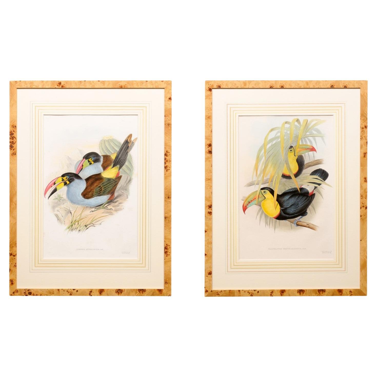 Pair of Bird’s Eye Maple Framed John Gould Birds of Great Britain  For Sale