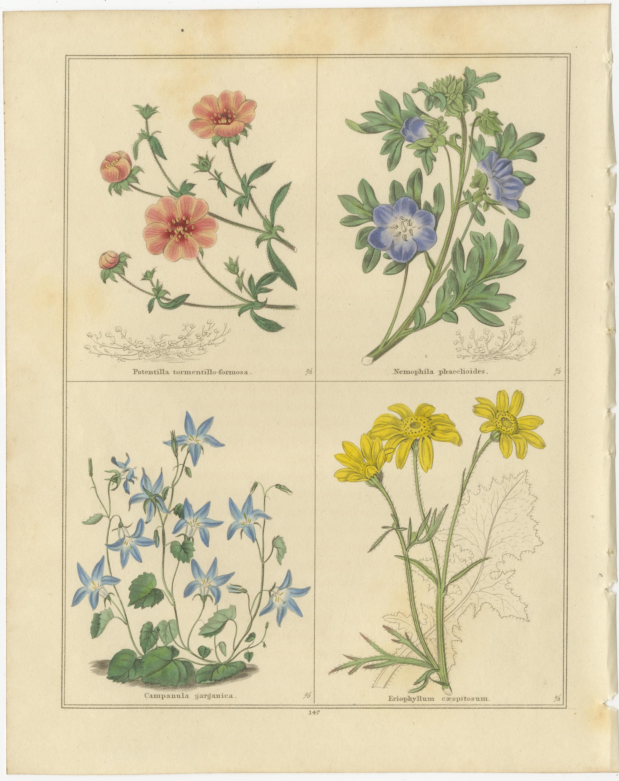 Paar botanische Kupferstiche aus The Botanic Garden von B. Maund, London um 1836

Beschreibung:
Ein zartes und sehr gut erhaltenes Paar handkolorierter botanischer Stiche aus Benjamin Maunds *The Botanic Garden*, Band VII, erschienen in London um