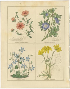 Pair of Botanical Engravings from The Botanic Garden by B. Maund, London c.1836