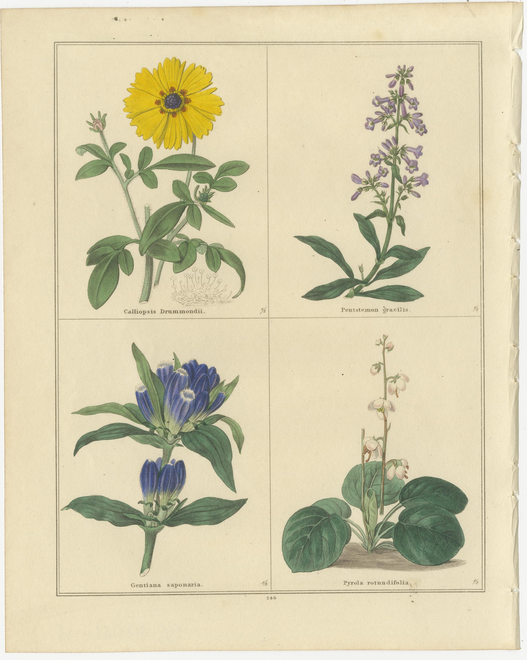 Paar botanische Kupferstiche aus The Botanic Garden von B. Maund, London um 1836 (Britisch) im Angebot