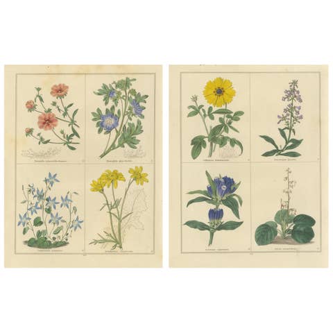 Pair of Botanical Engravings from The Botanic Garden by B. Maund, London c.1836