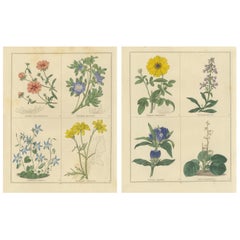 Pair of Botanical Engravings from The Botanic Garden by B. Maund, London c.1836