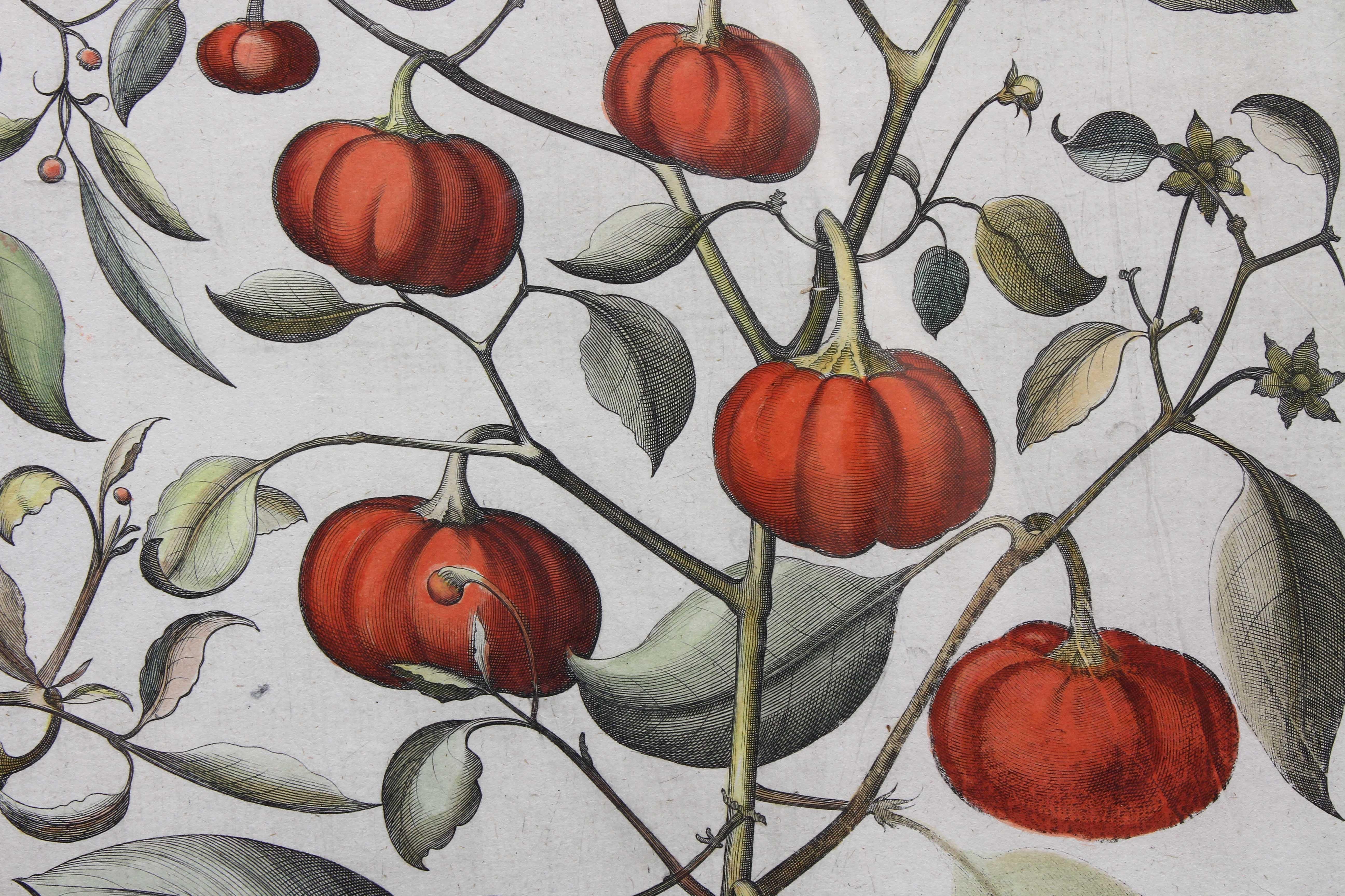 German Pair of Botanical Engravings of Tomatoes by Basilius Besler