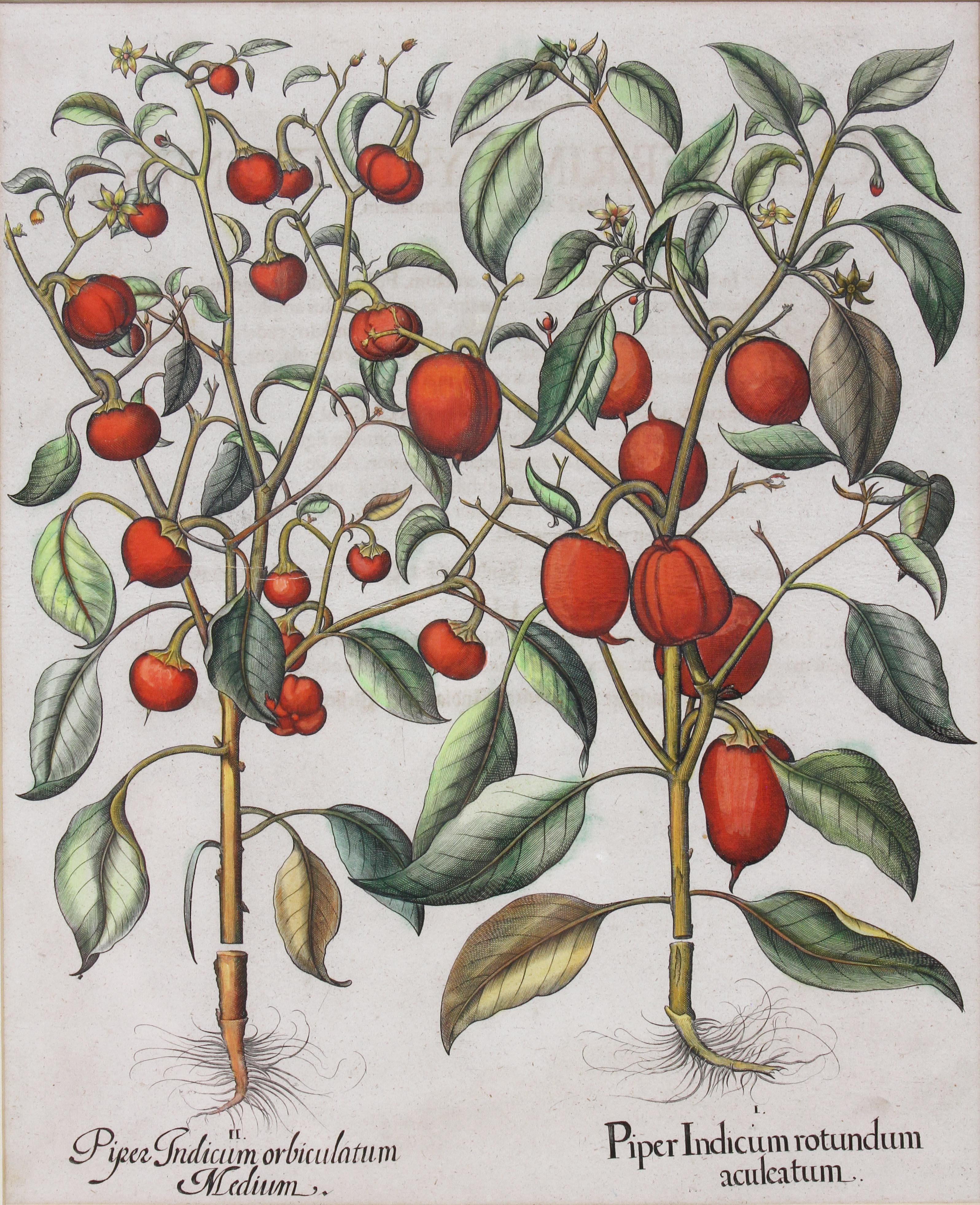 Pair of Botanical Engravings of Tomatoes by Basilius Besler In Good Condition In Essex, MA