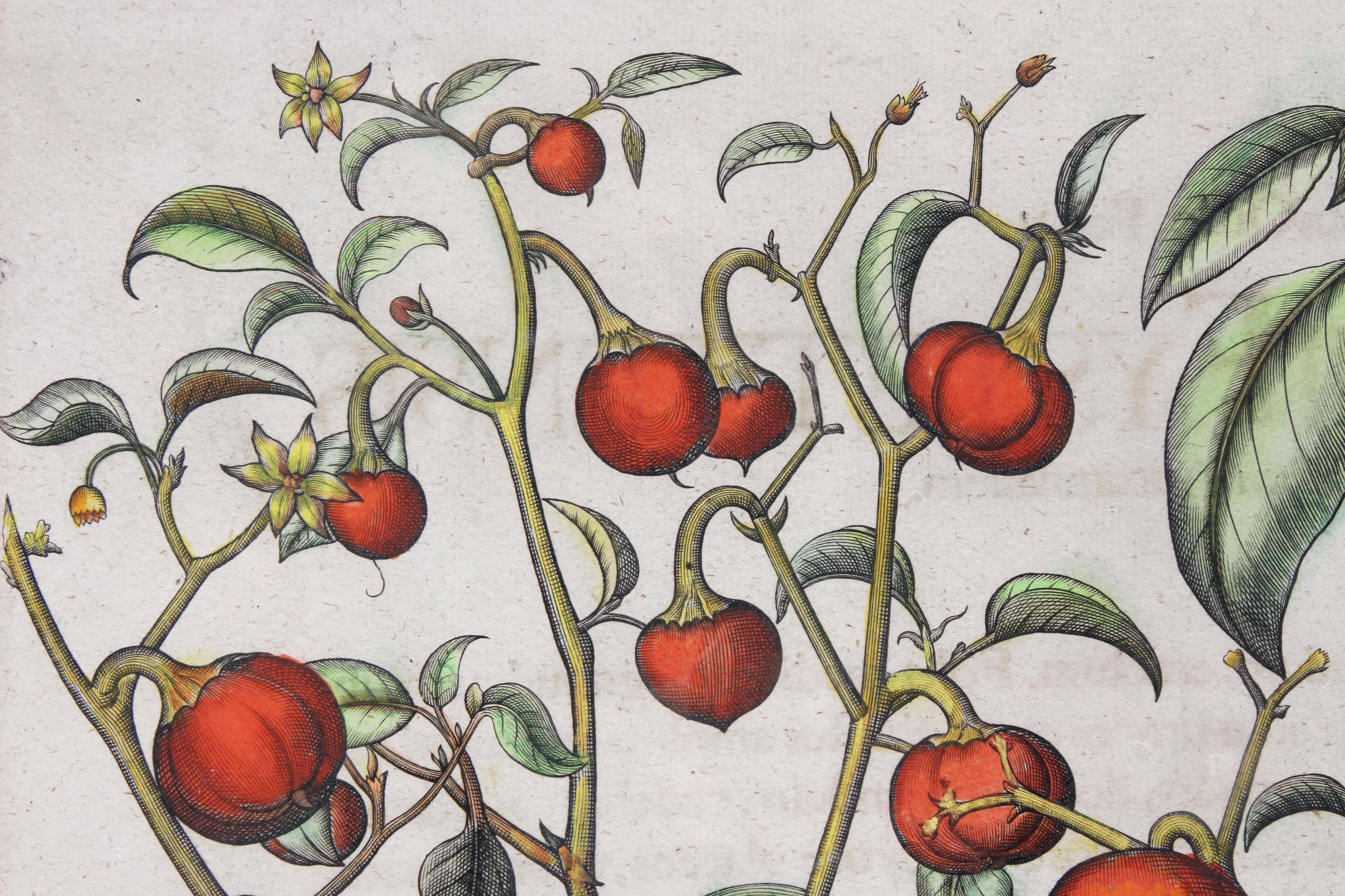 18th Century and Earlier Pair of Botanical Engravings of Tomatoes by Basilius Besler