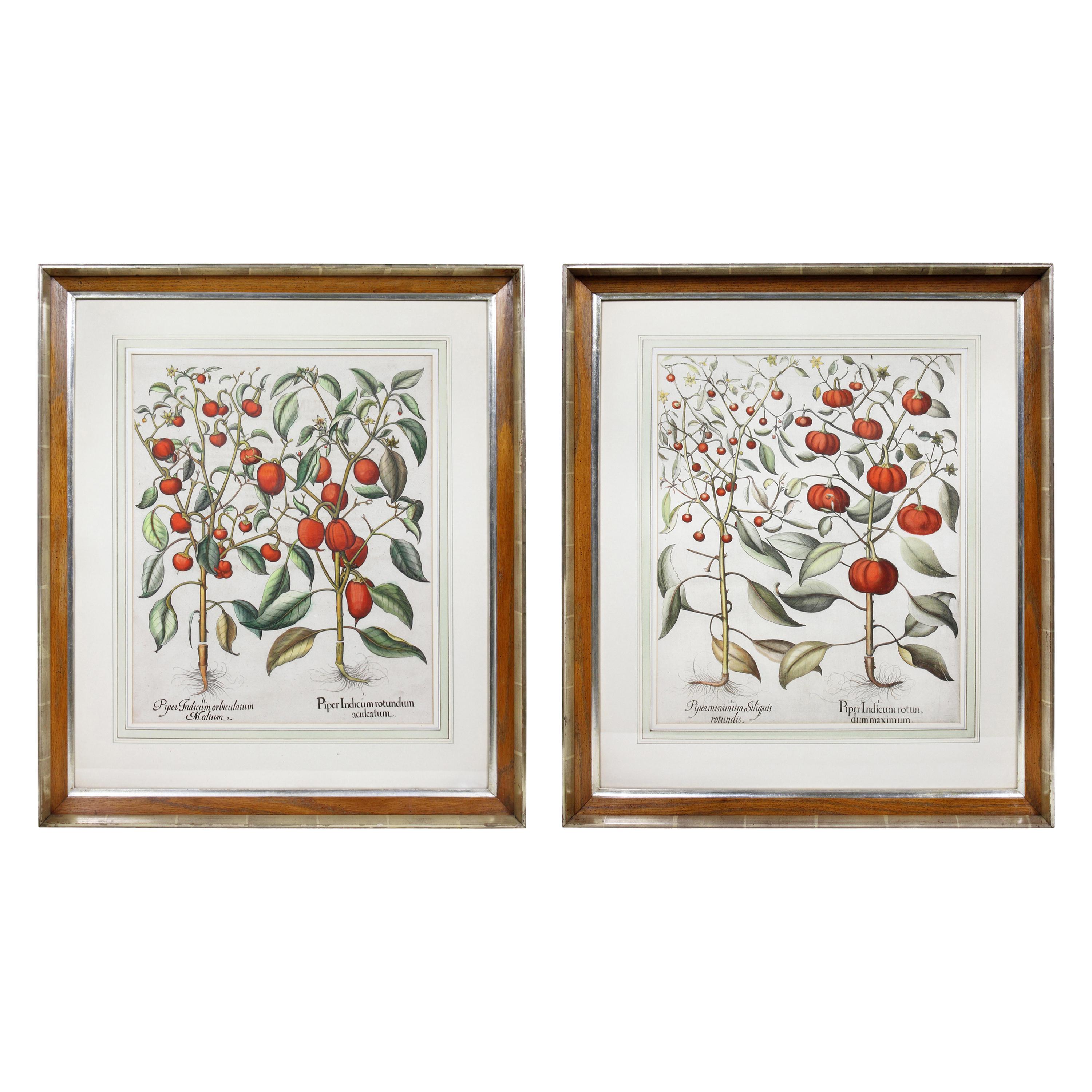 Pair of Botanical Engravings of Tomatoes by Basilius Besler