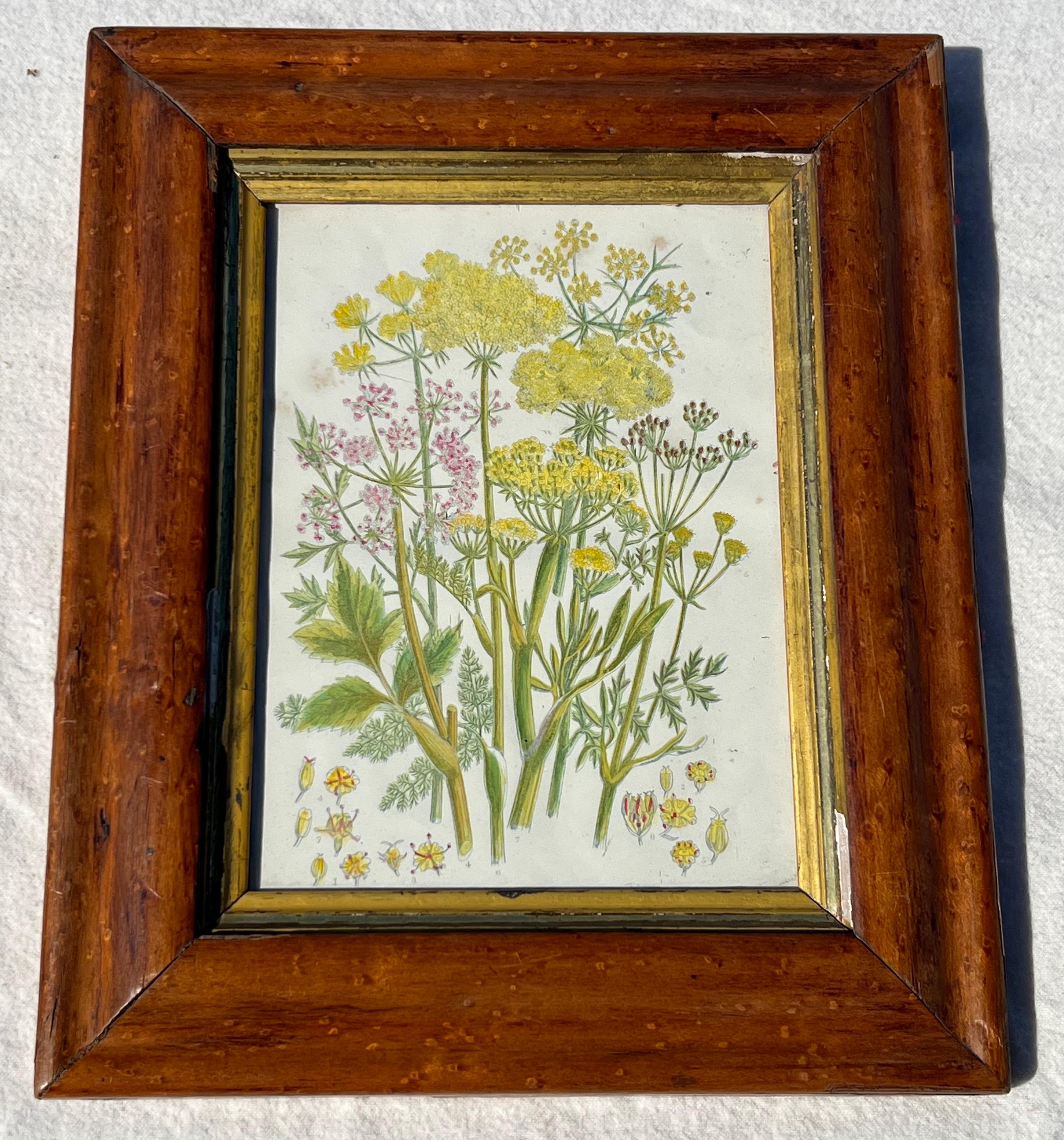 Sweet pair of botanicals in antique Birdseye Maple frames.