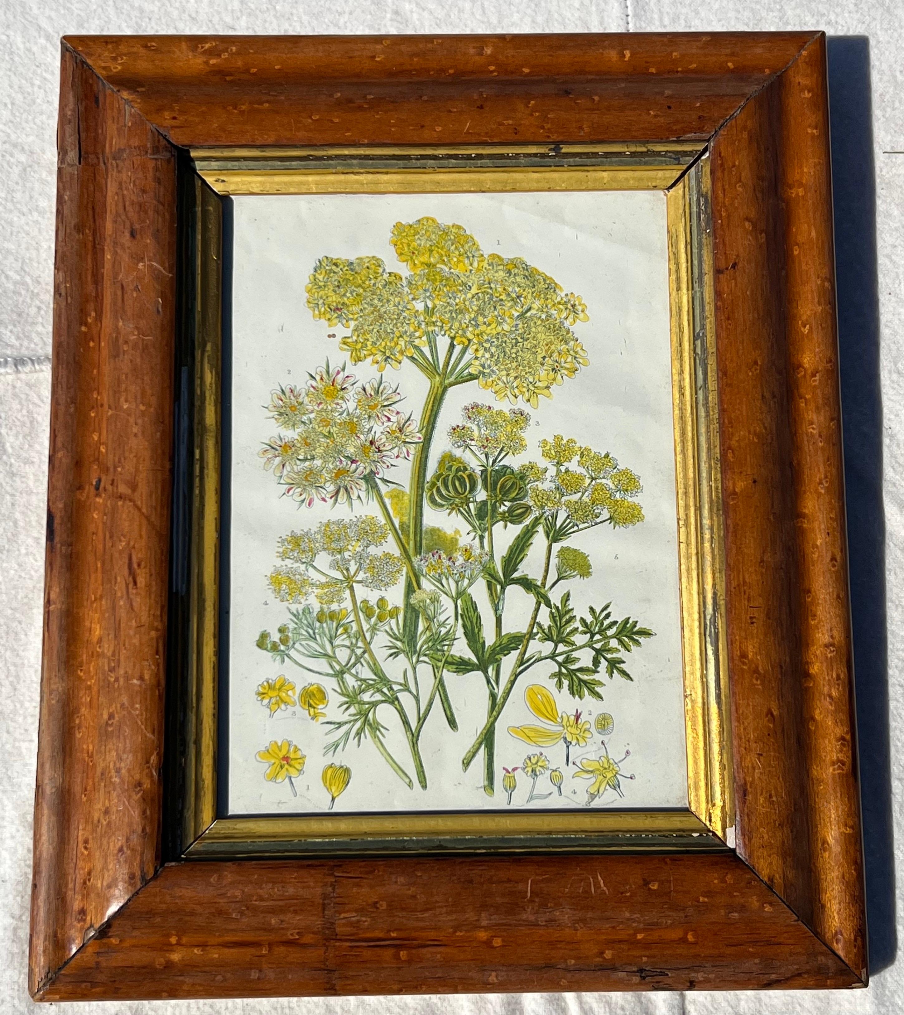 Pair of Botanical Prints, 'Parsley' in Bird's Eye Maple Frames In Good Condition In Nantucket, MA