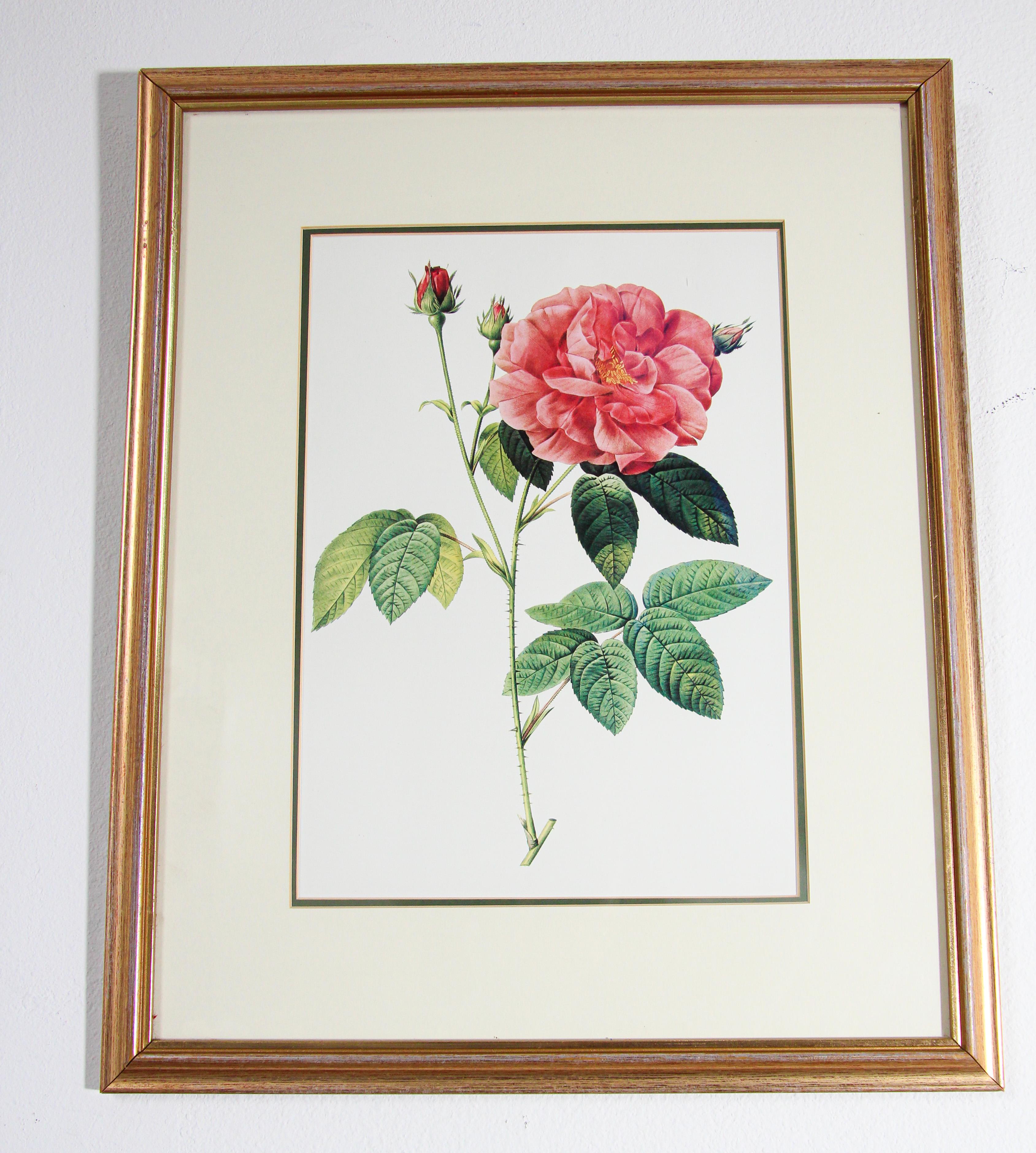 Canvas Pair of Botanical Rose Prints after Pierre-Joseph Redoute
