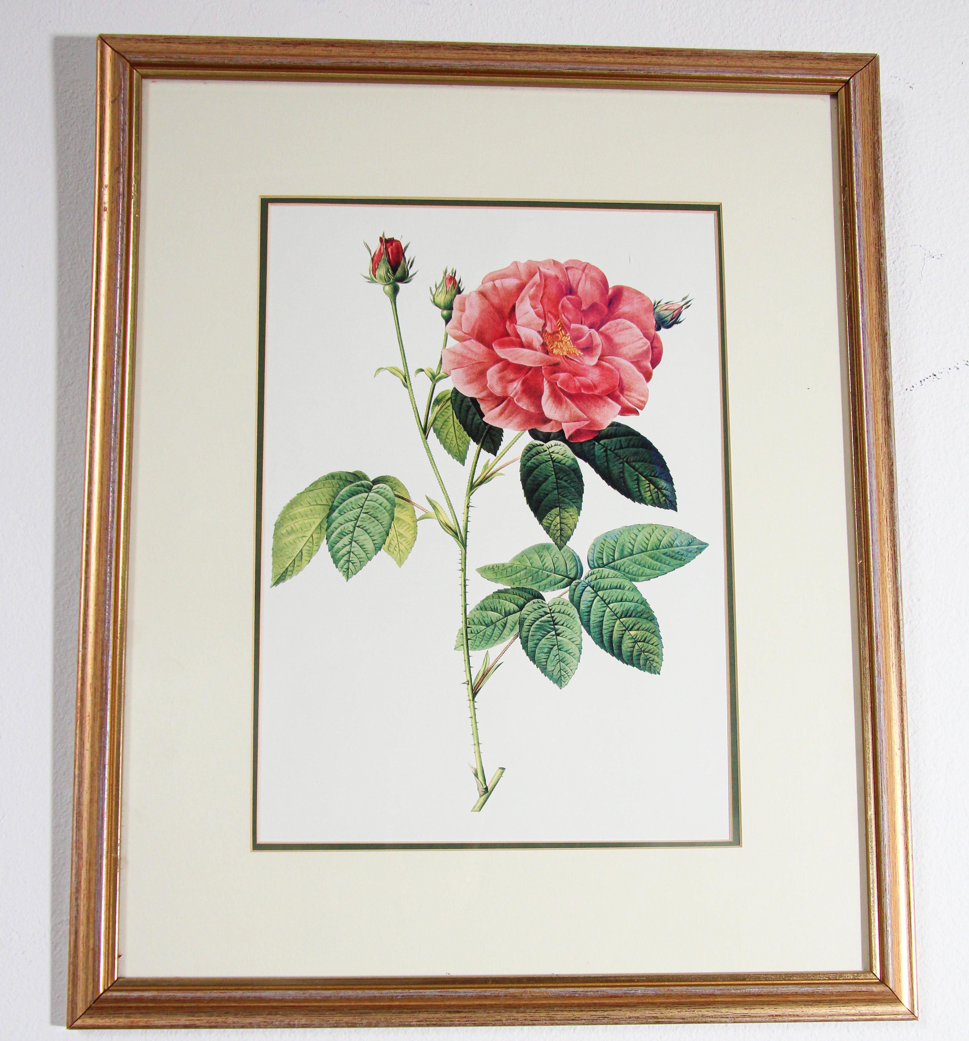 Pair of Botanical Rose Prints after Pierre-Joseph Redoute 1