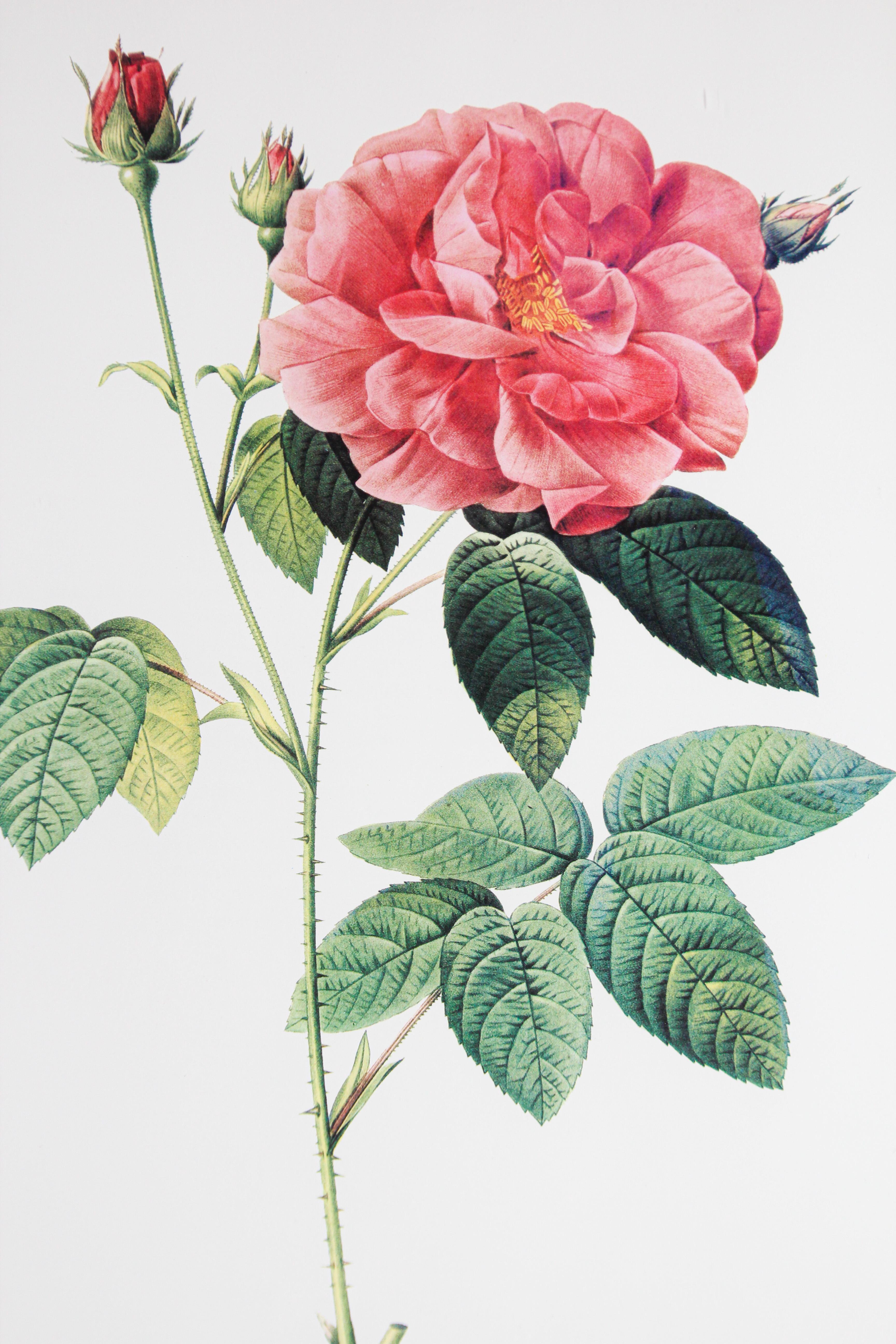 Pair of Botanical Rose Prints after Pierre-Joseph Redoute 2