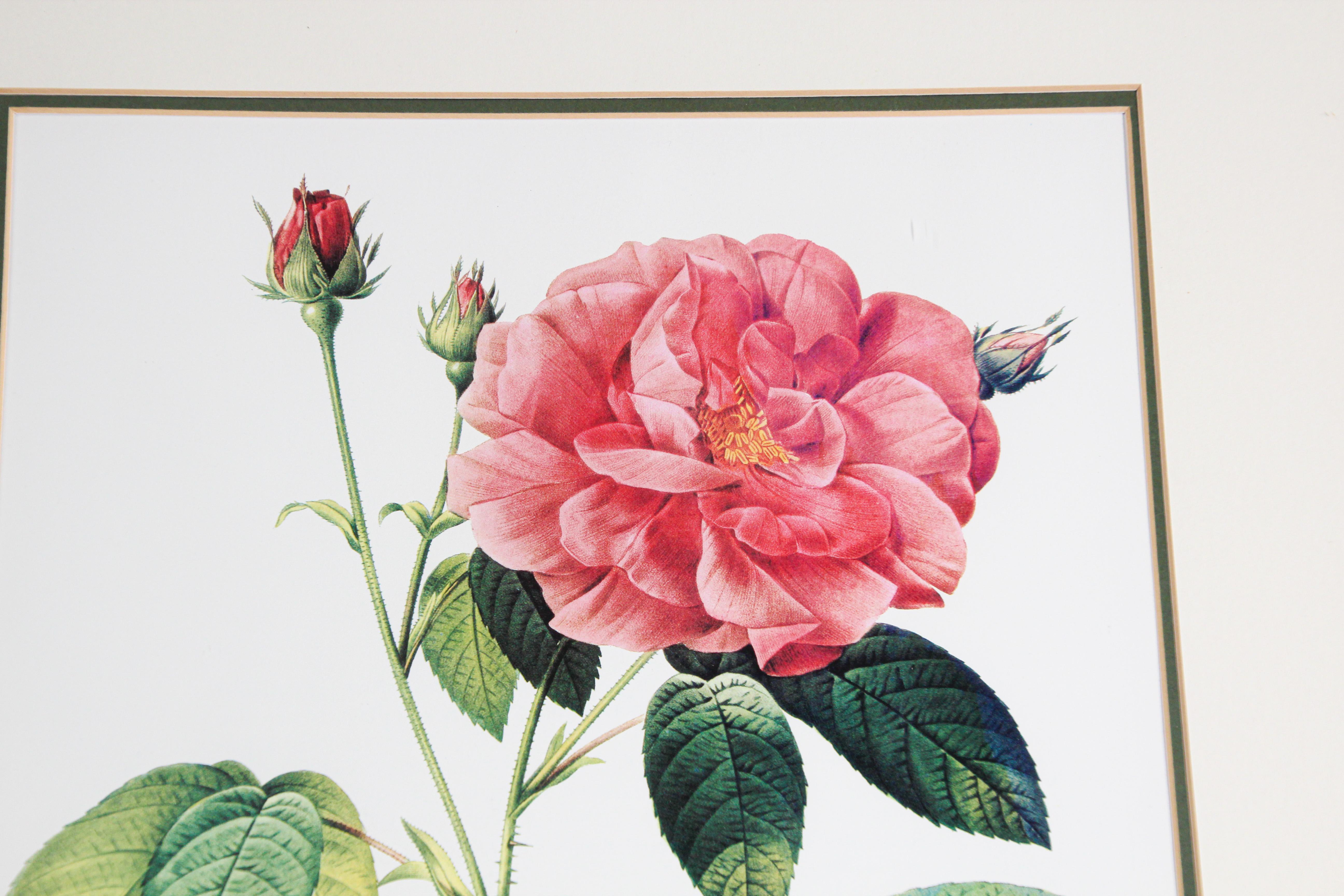 Pair of Botanical Rose Prints after Pierre-Joseph Redoute 3