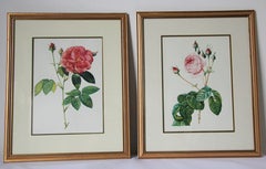 Pair of Botanical Rose Prints after Pierre-Joseph Redoute