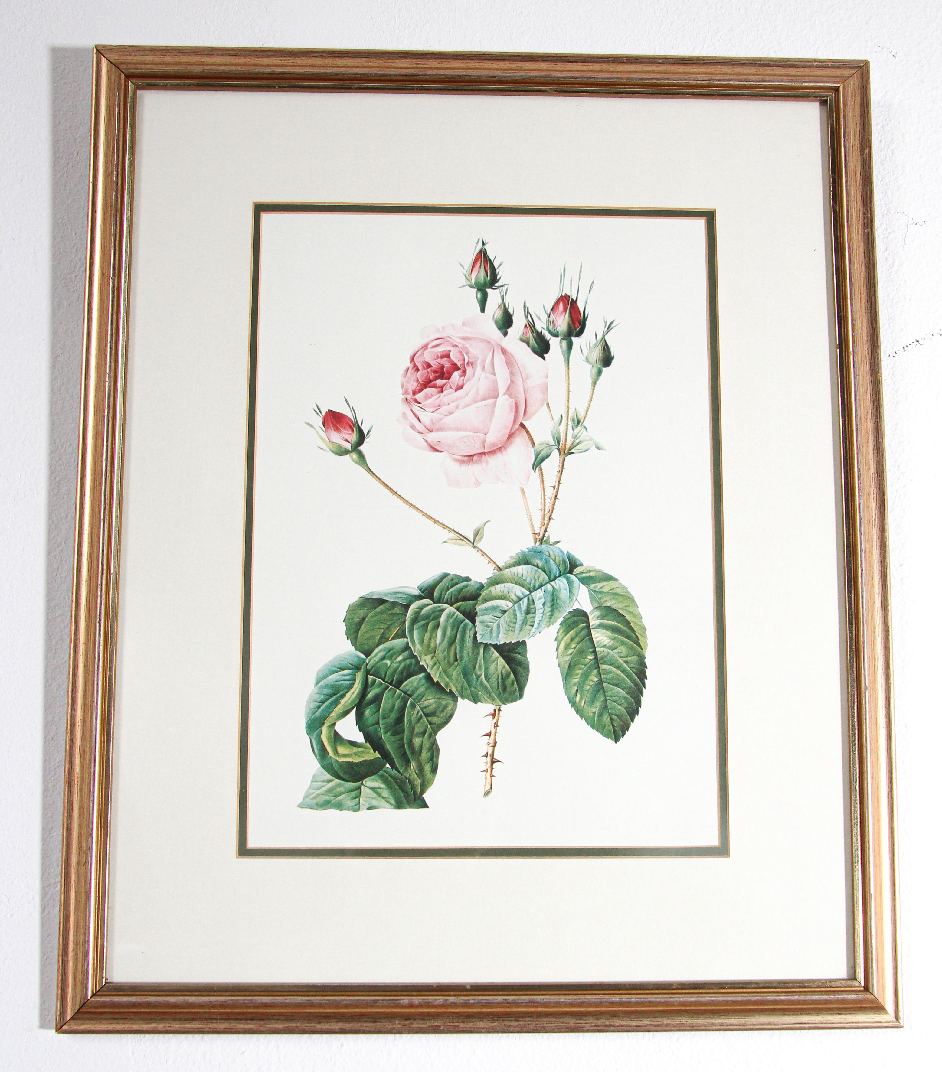 redoute rose prints