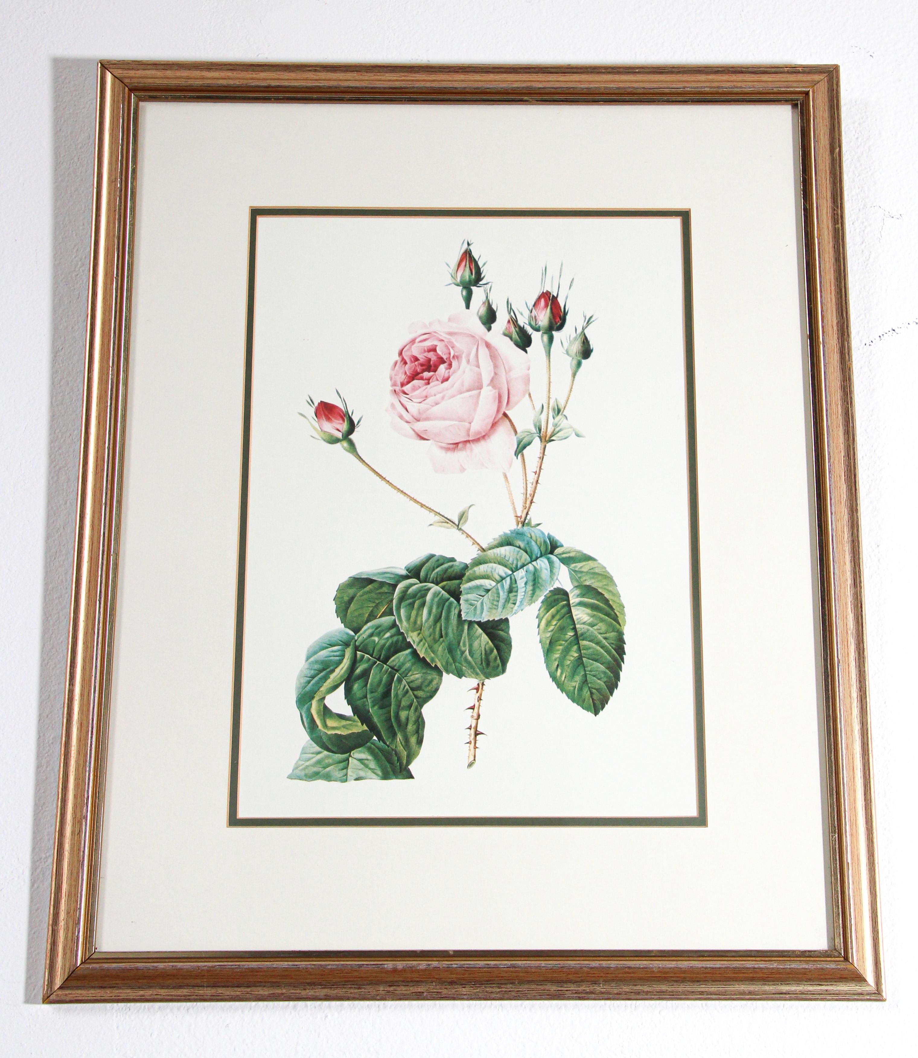 p.j. redoute prints framed
