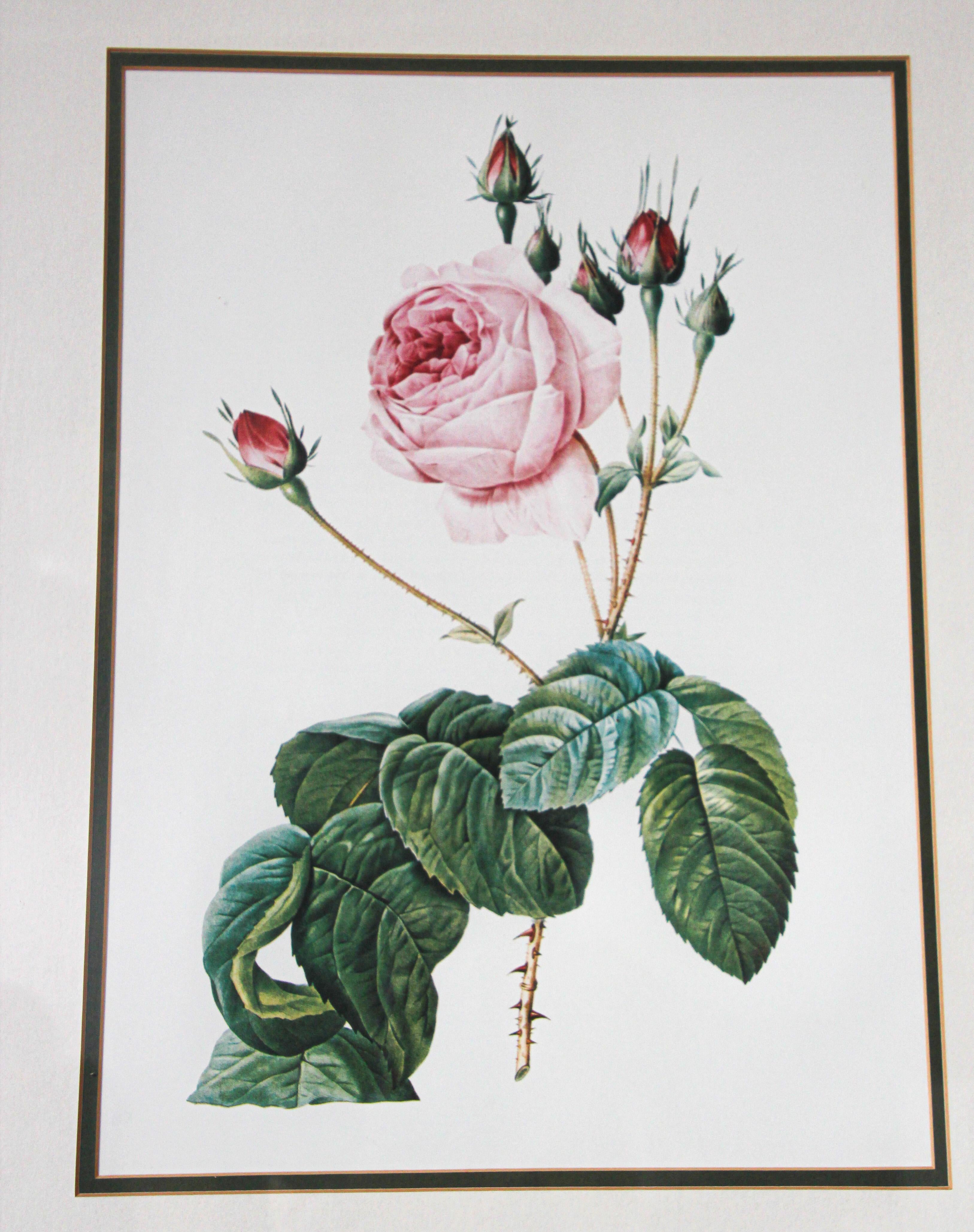 original redoute rose prints