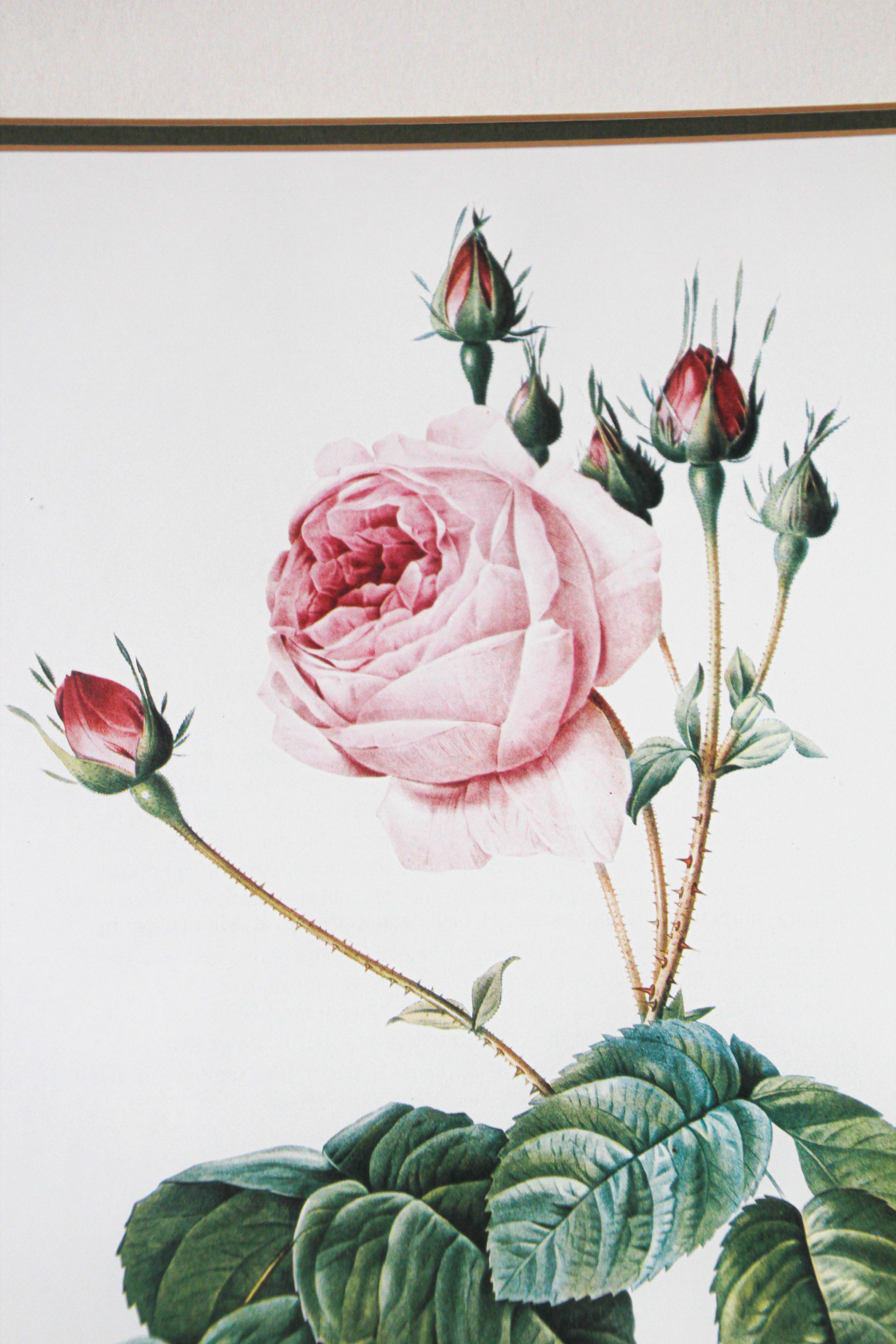 French Provincial Pair of Botanical Rose Prints after Pierre-Joseph Redoute