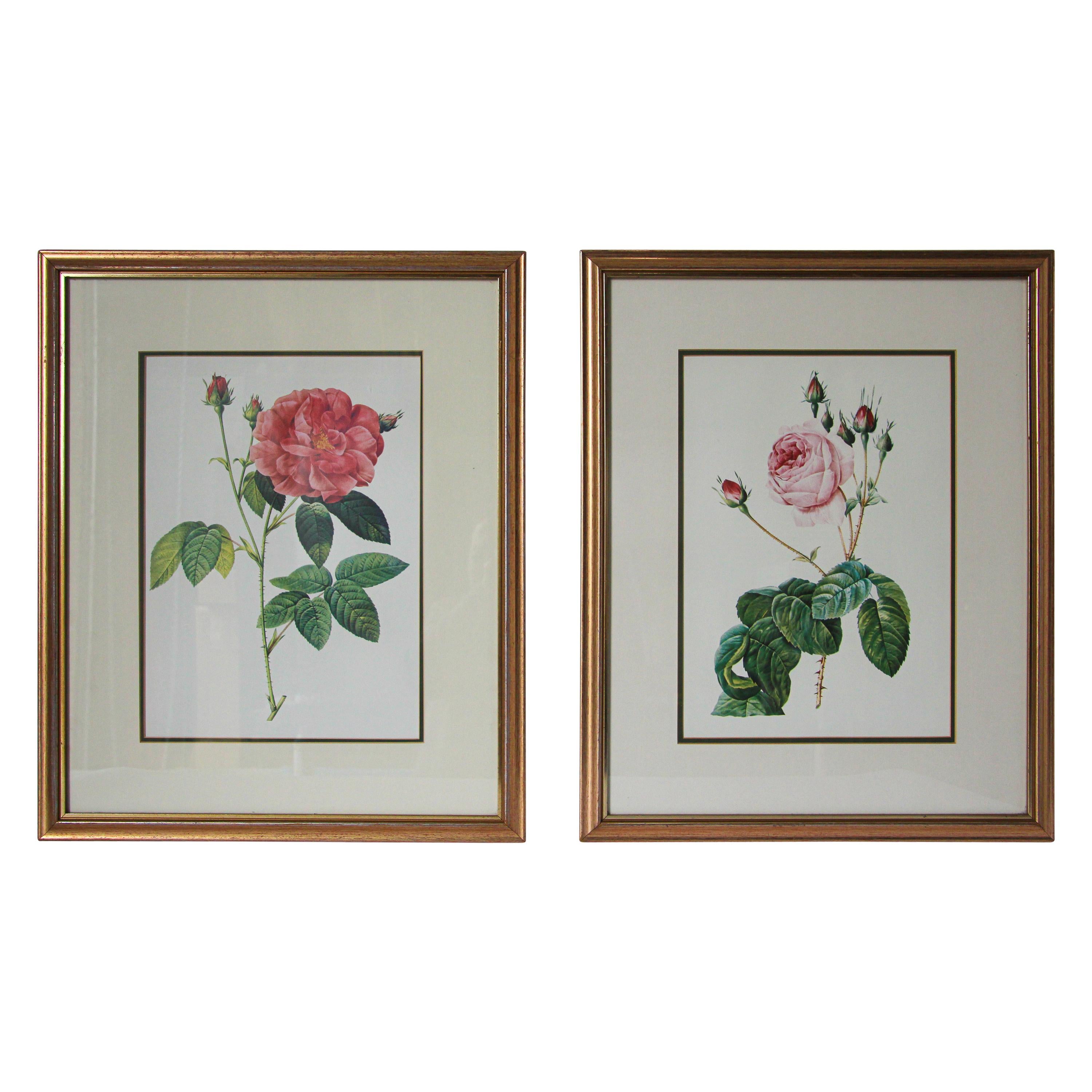 Pair of Botanical Rose Prints after Pierre-Joseph Redoute