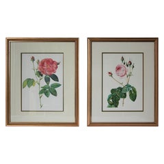 Vintage Pair of Botanical Rose Prints after Pierre-Joseph Redoute