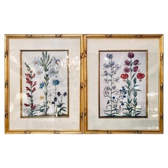 Pair of Botanicals Chelsea House Labels on Reverse. Fine Frames