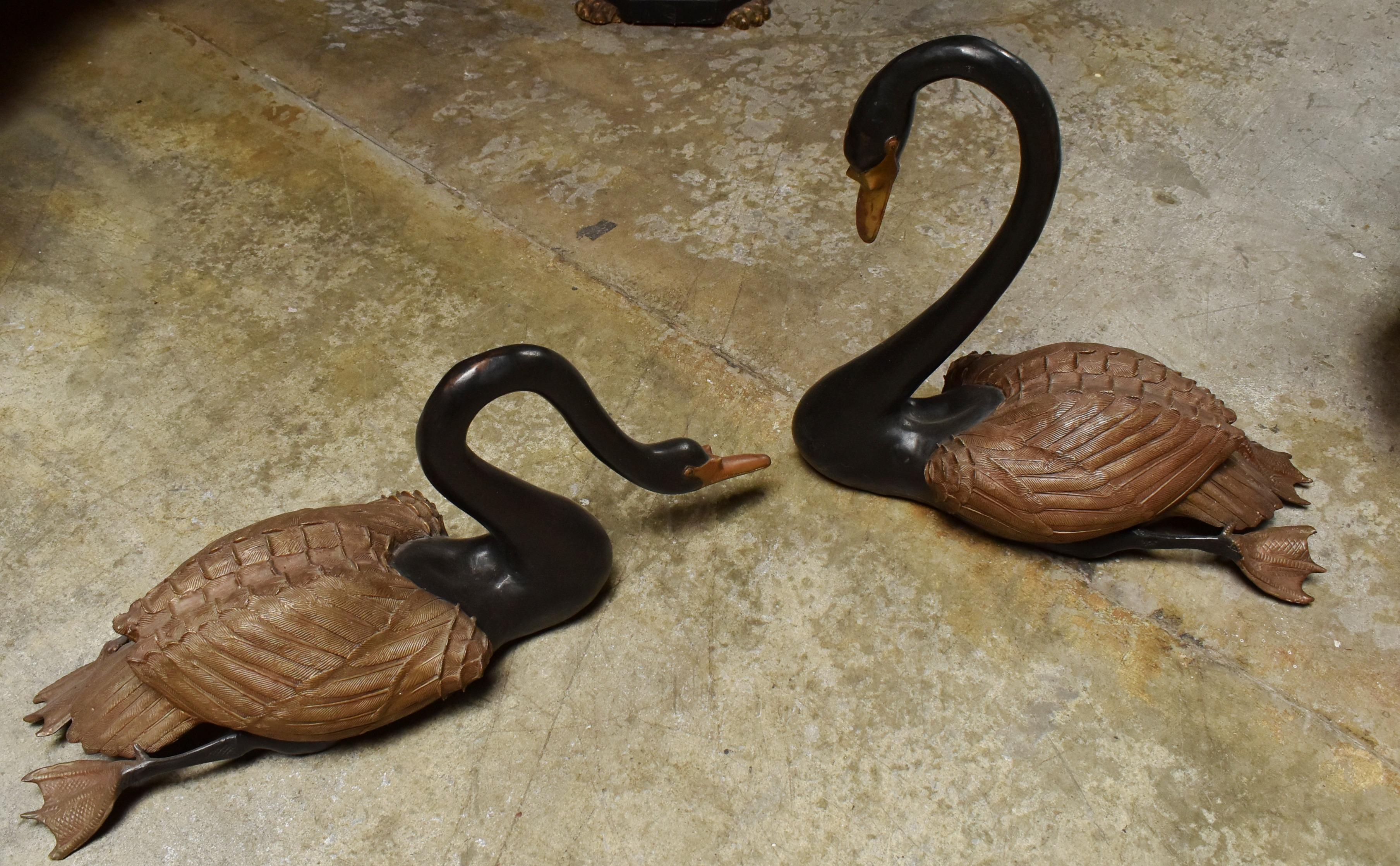 black swans for sale