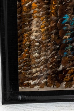 Pair of Butterfly Boxes