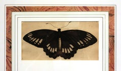 Pair of Butterfly Engravings by Frederick Polydore Nodder, circa 1800