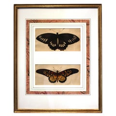 Pair of Butterfly Engravings by Frederick Polydore Nodder, circa 1800