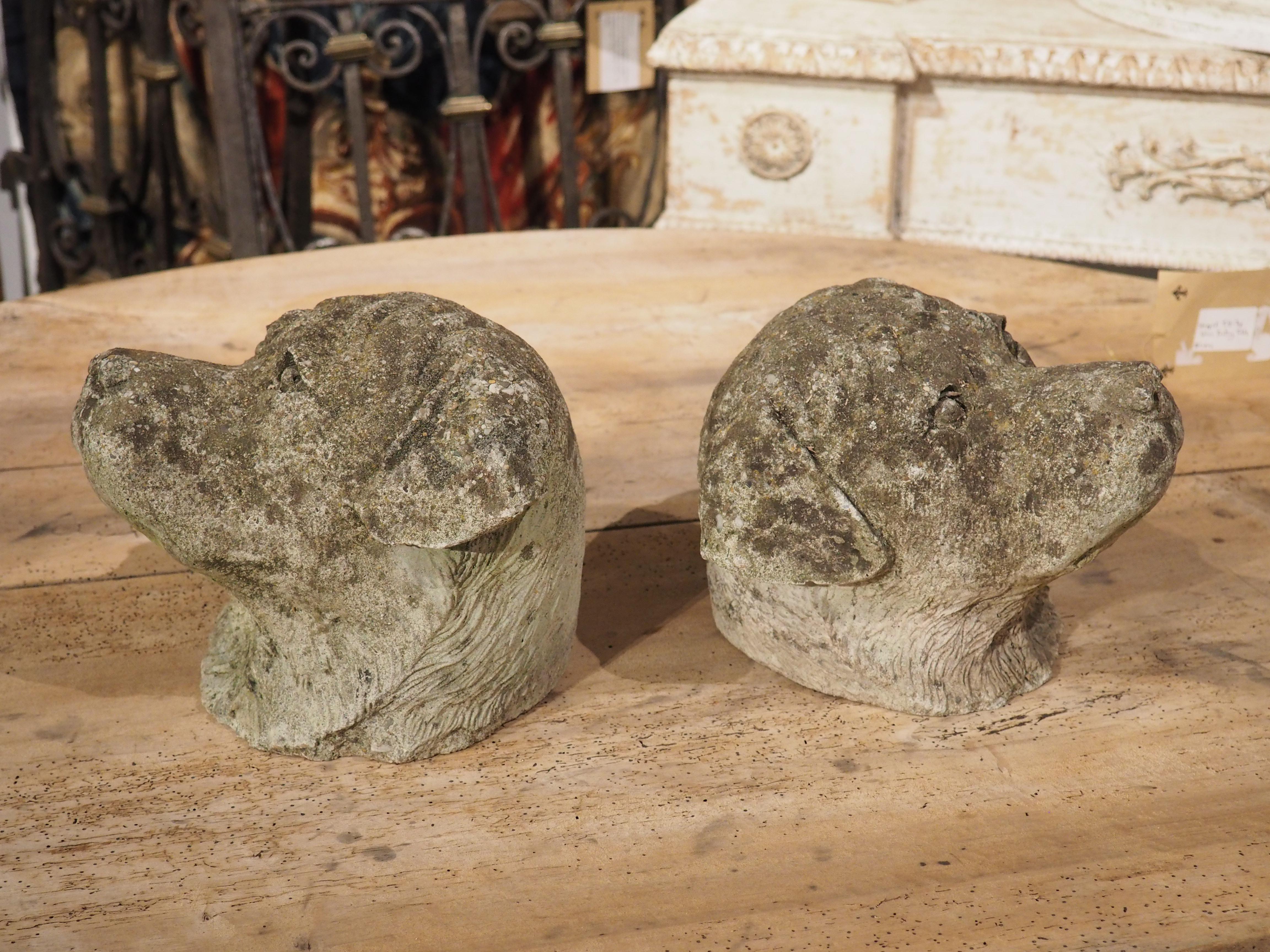 Pair of Cast Stone Dog Heads from England, Circa 1960s For Sale 8