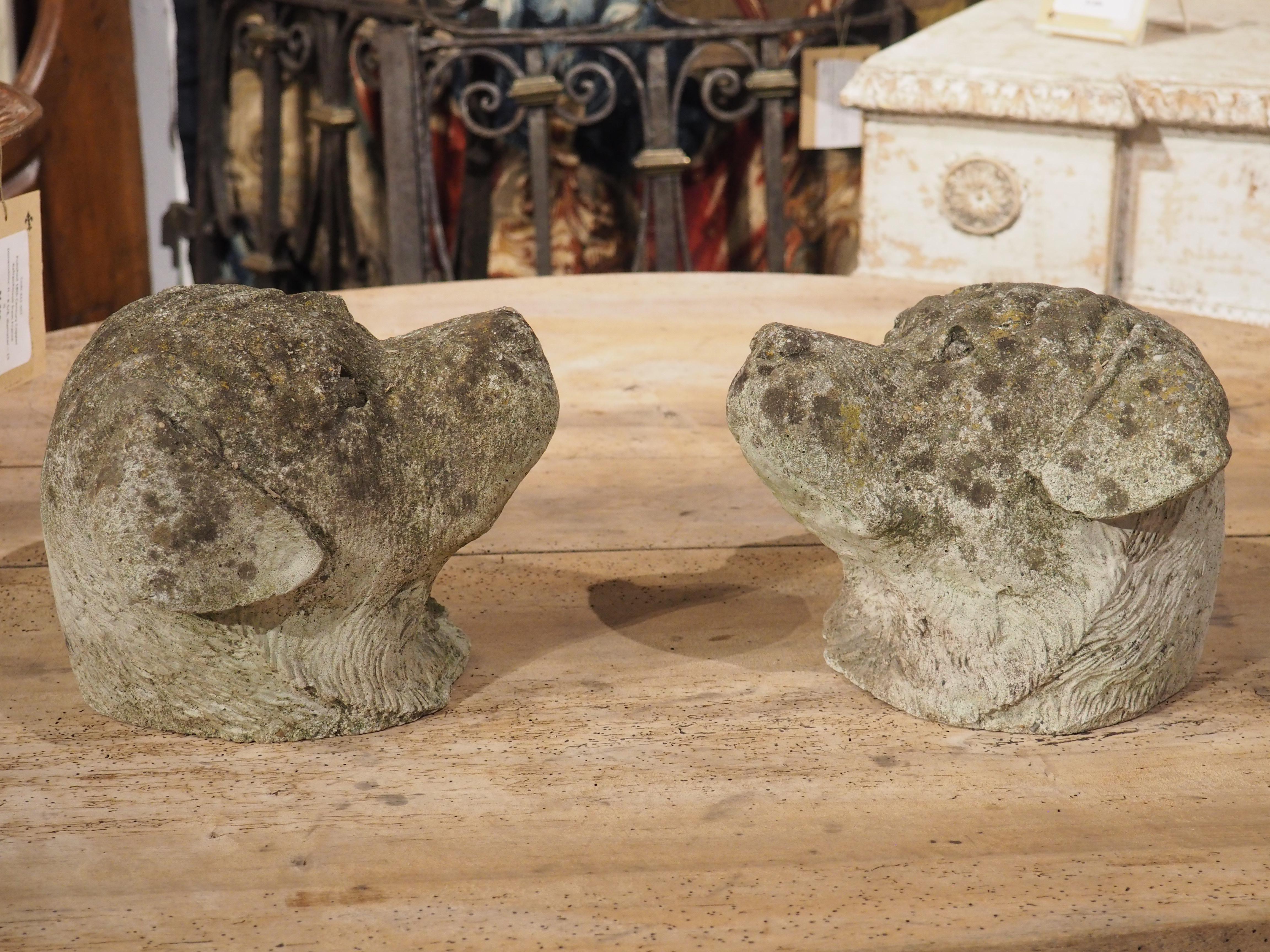 Pair of Cast Stone Dog Heads from England, Circa 1960s For Sale 10