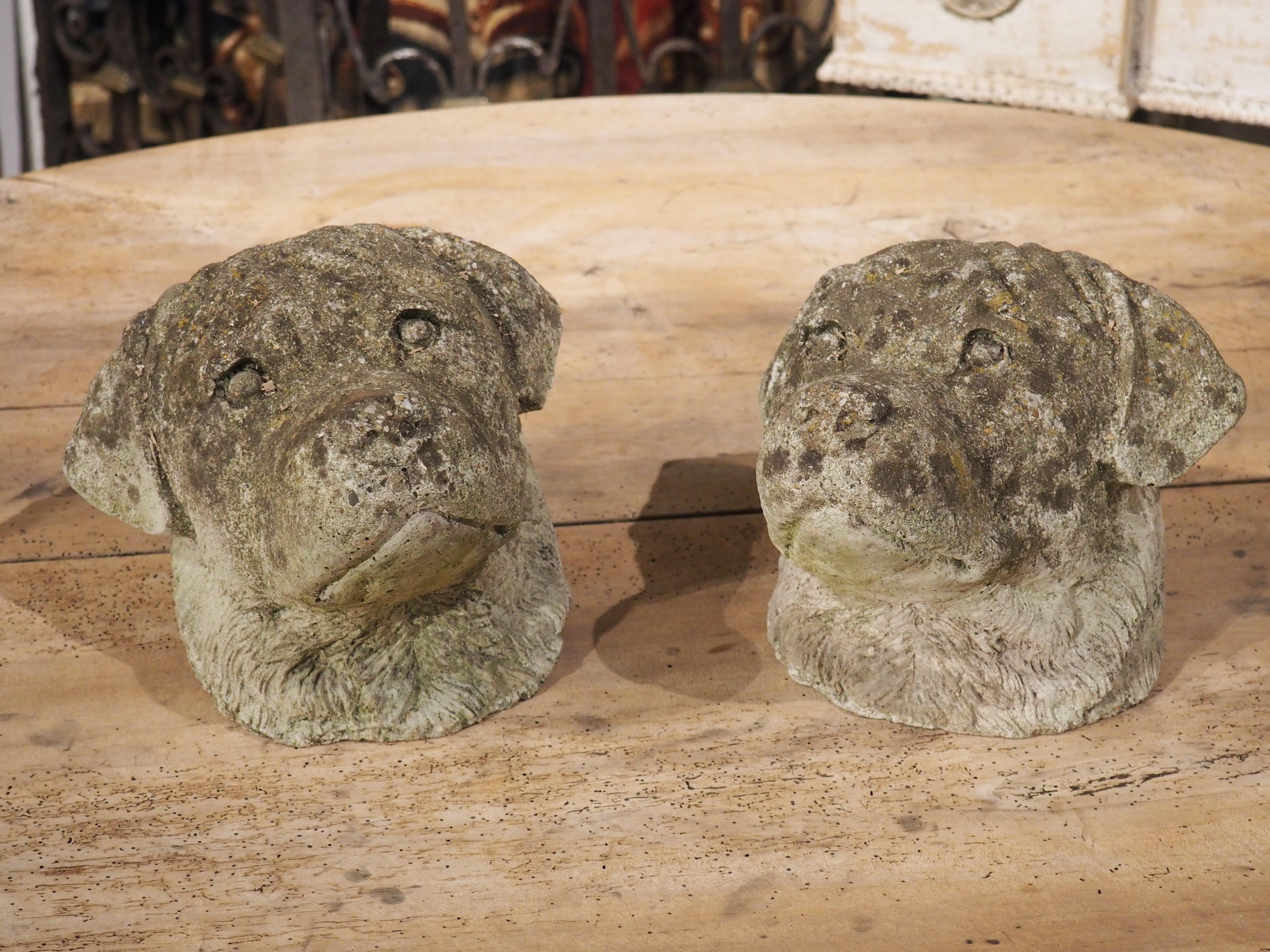 Pair of Cast Stone Dog Heads from England, Circa 1960s For Sale 11
