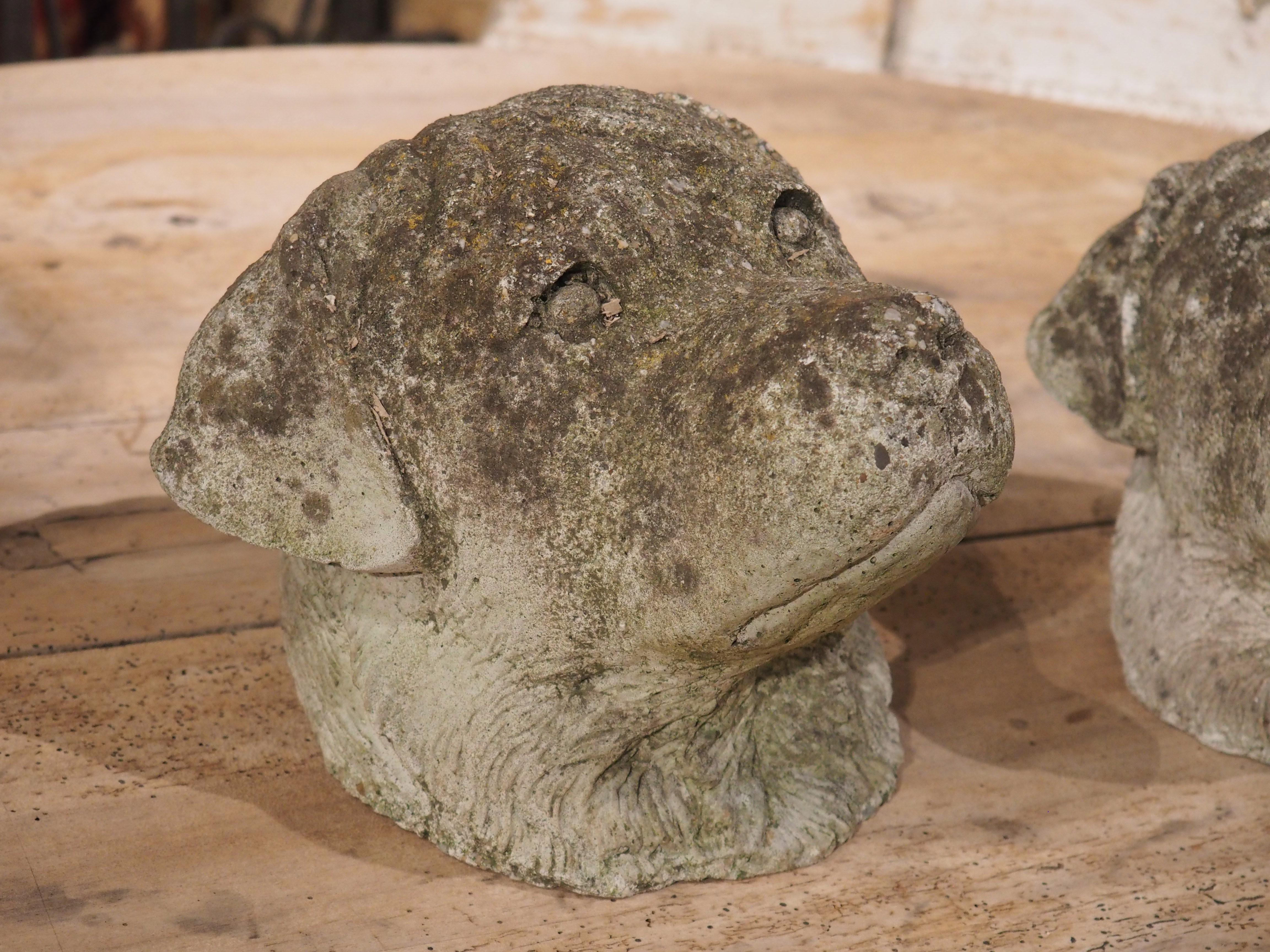 Pair of Cast Stone Dog Heads from England, Circa 1960s For Sale 1
