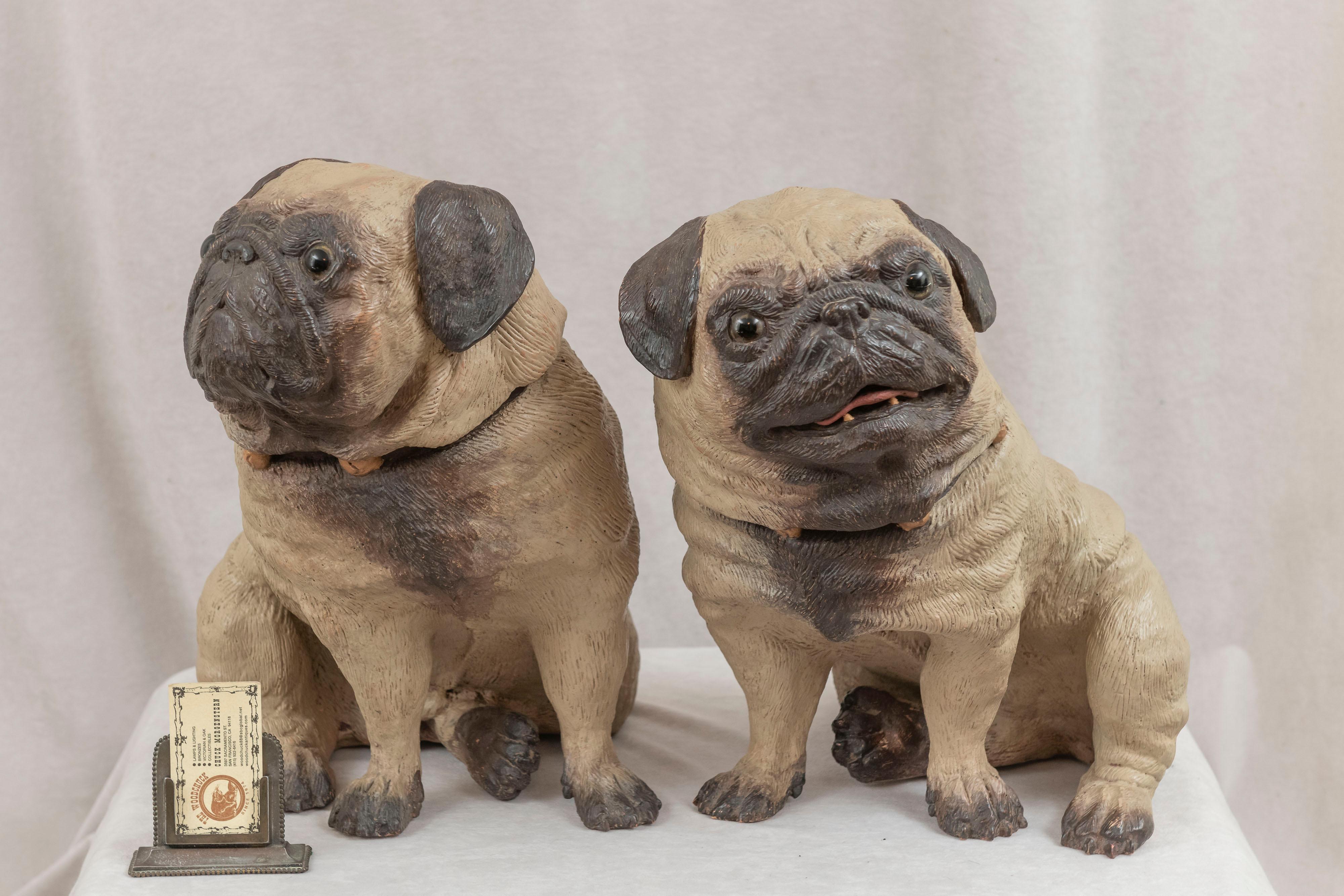 This amazing pair of life sized pugs are realistic and beautiful. We feel they are as good as one could hope for in a sculpture of this breed. They were meticulously detailed to look life- like. They were hand painted with the appropriate colors and