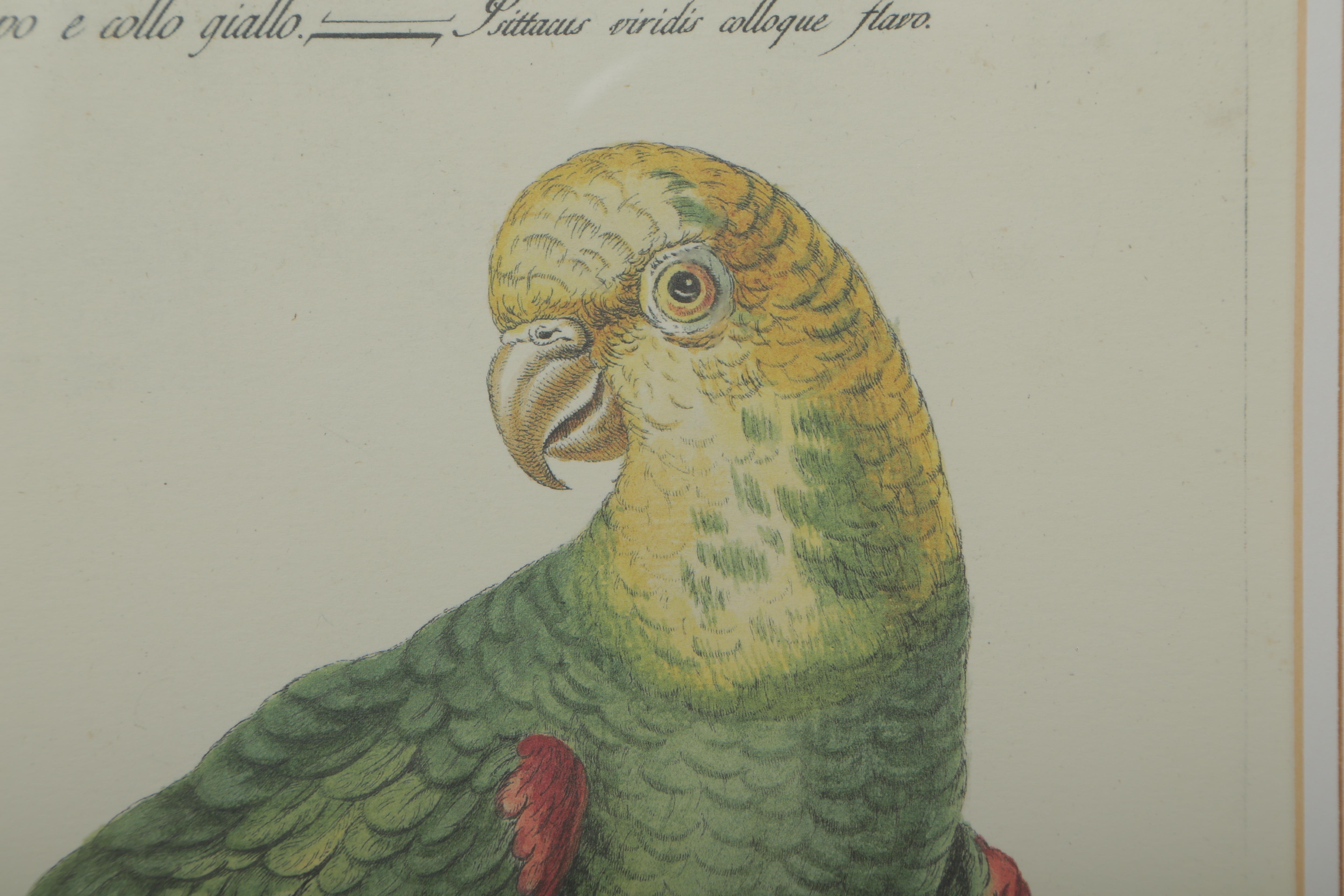 Pair of Colored Bird Engravings 5
