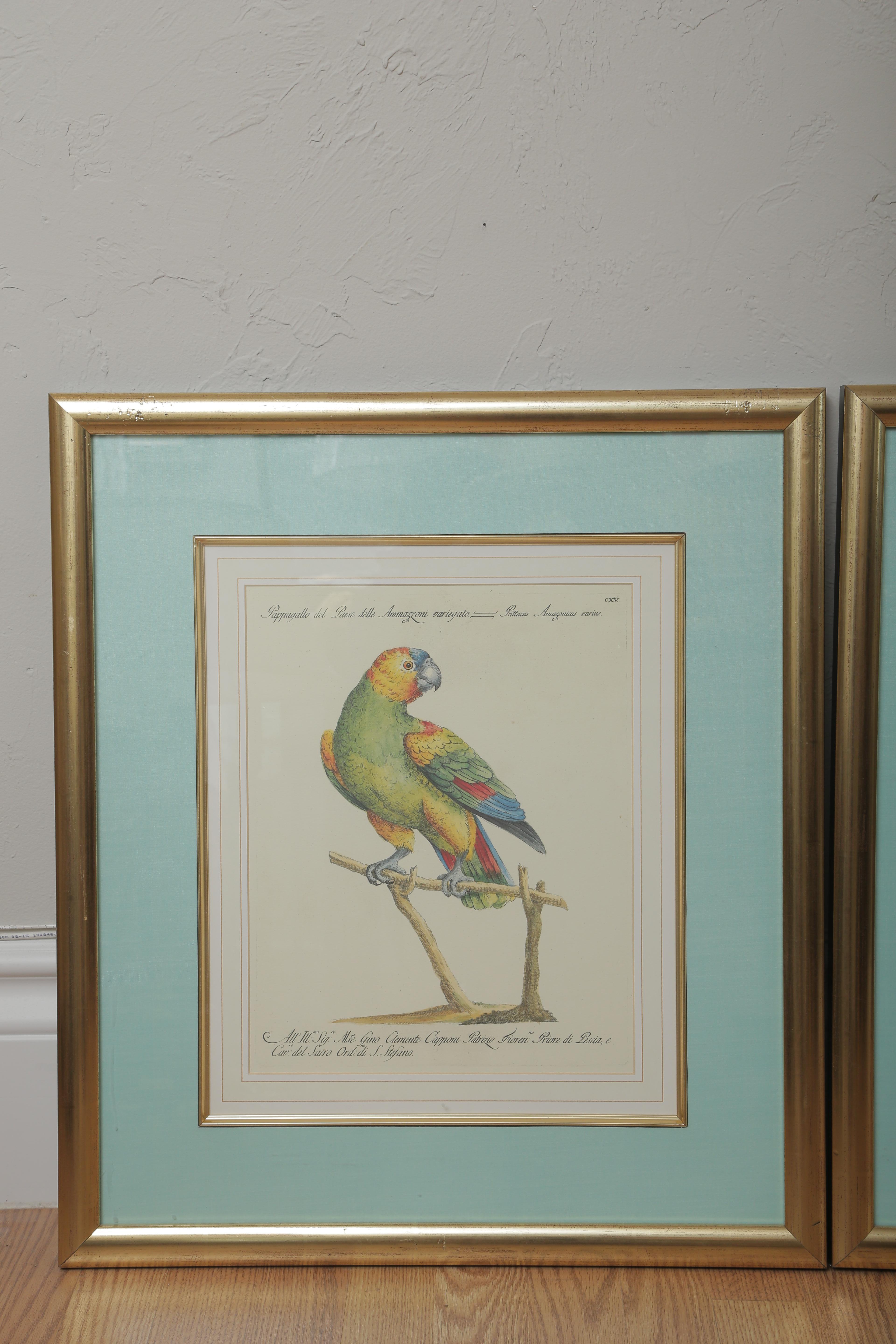 Pair of colored parrot prints in gilded frames with light turquoise mattings.