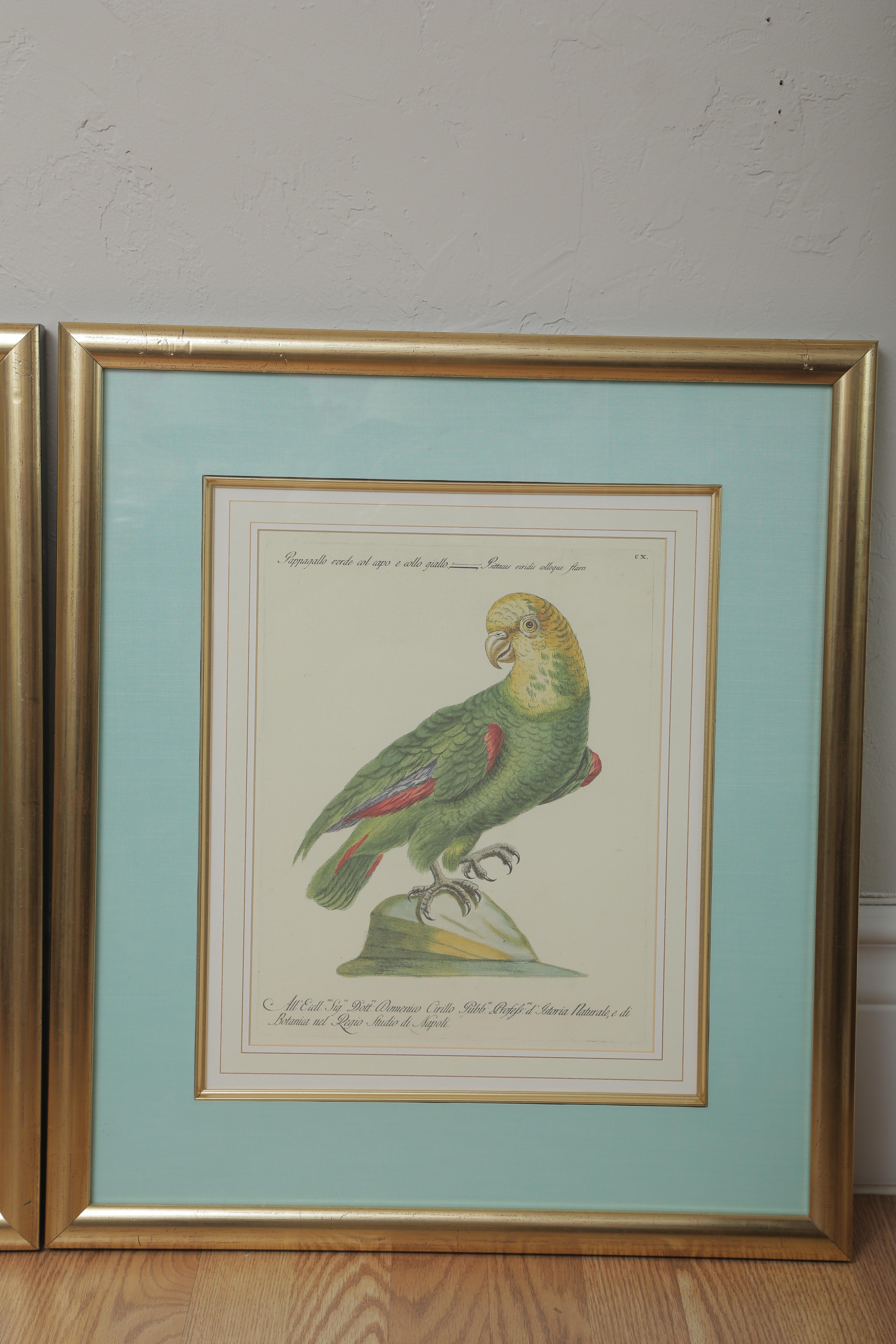 Pair of Colored Bird Engravings In Good Condition In West Palm Beach, FL