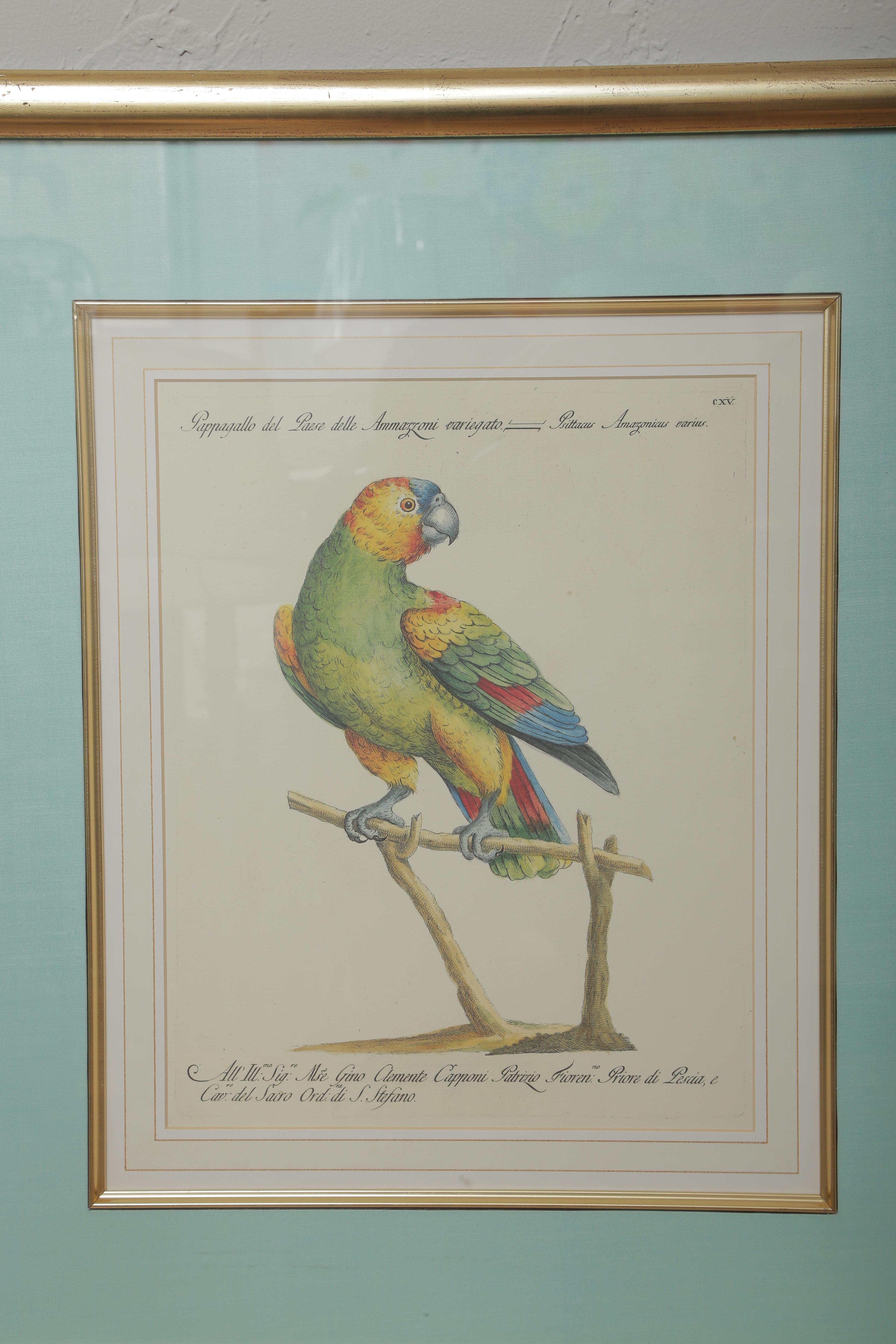 20th Century Pair of Colored Bird Engravings